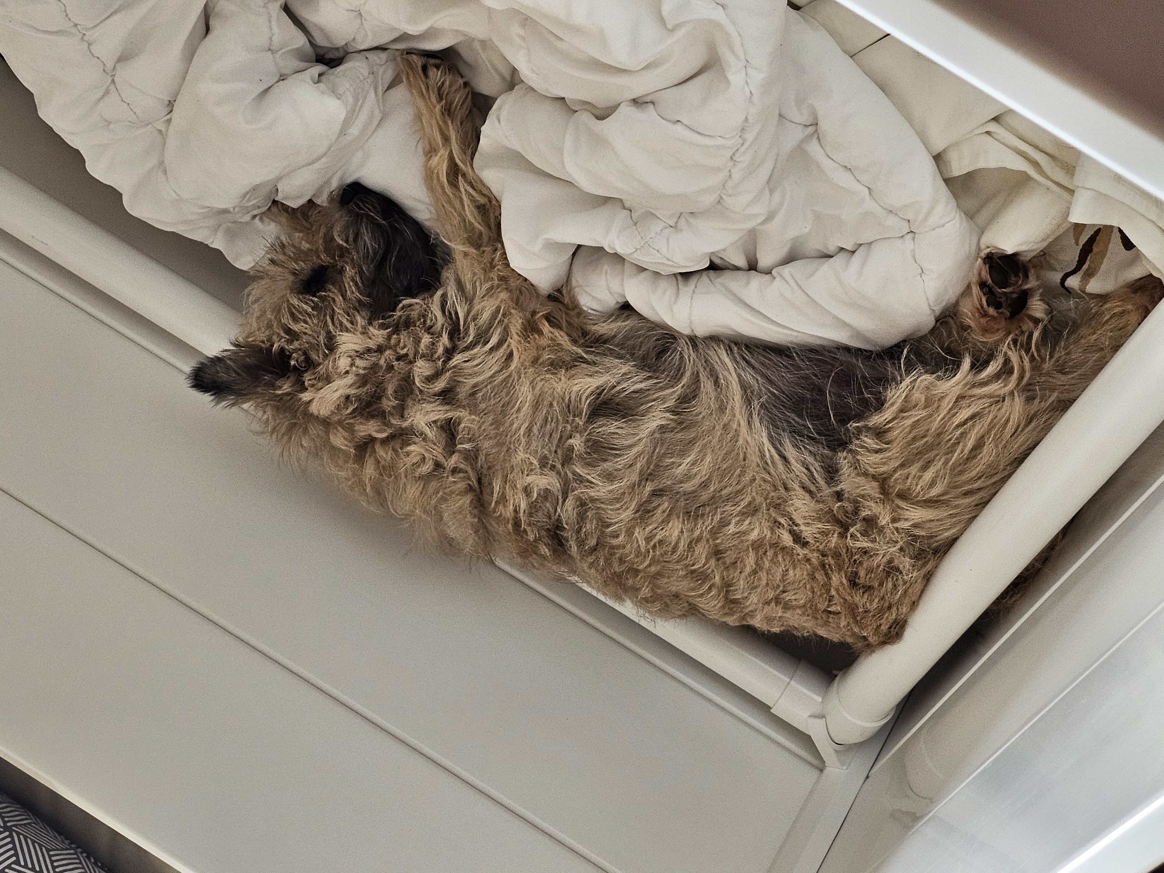 Vun Attilbrigga Cairn Terrier