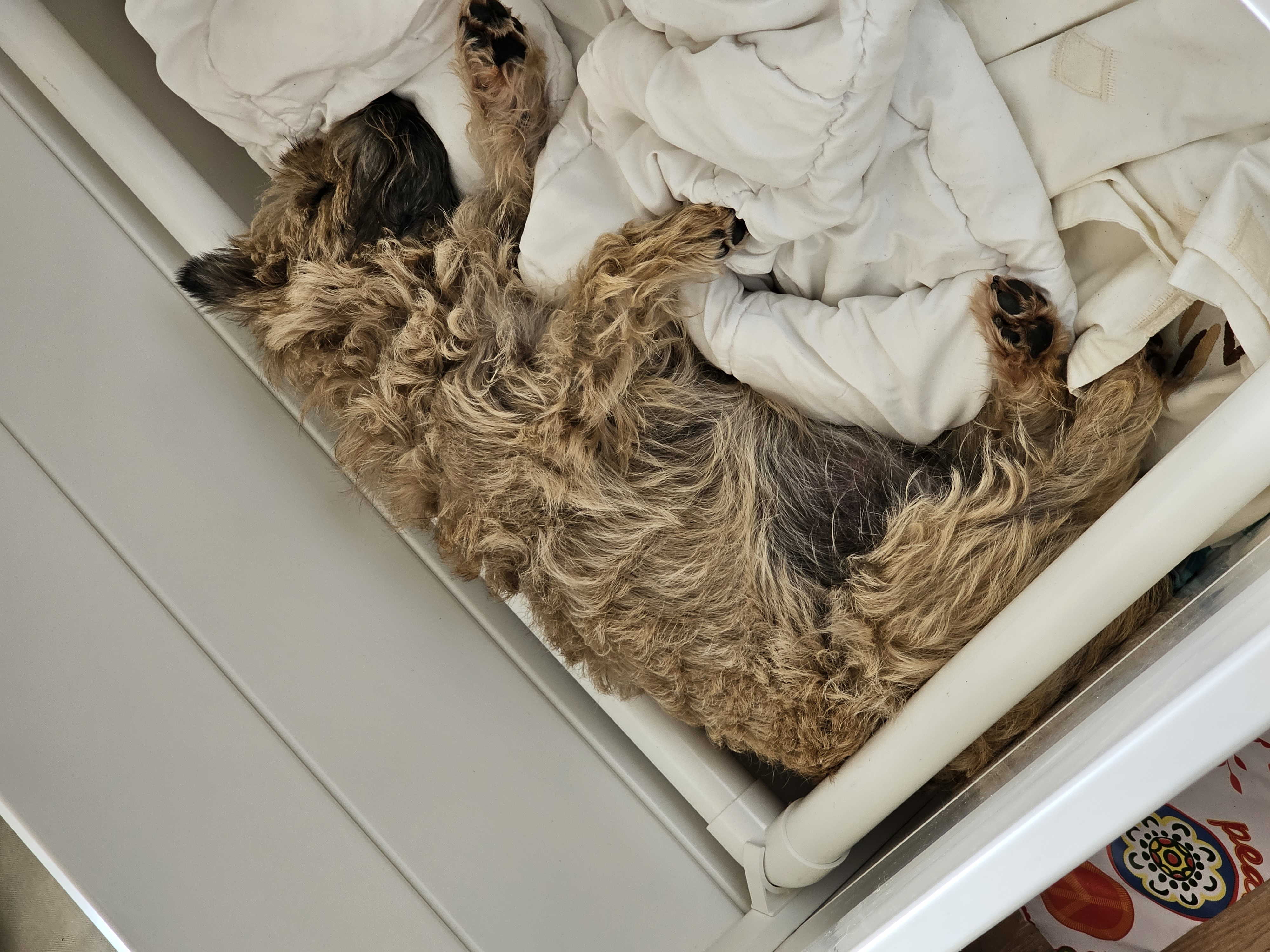 Vun Attilbrigga Cairn Terrier