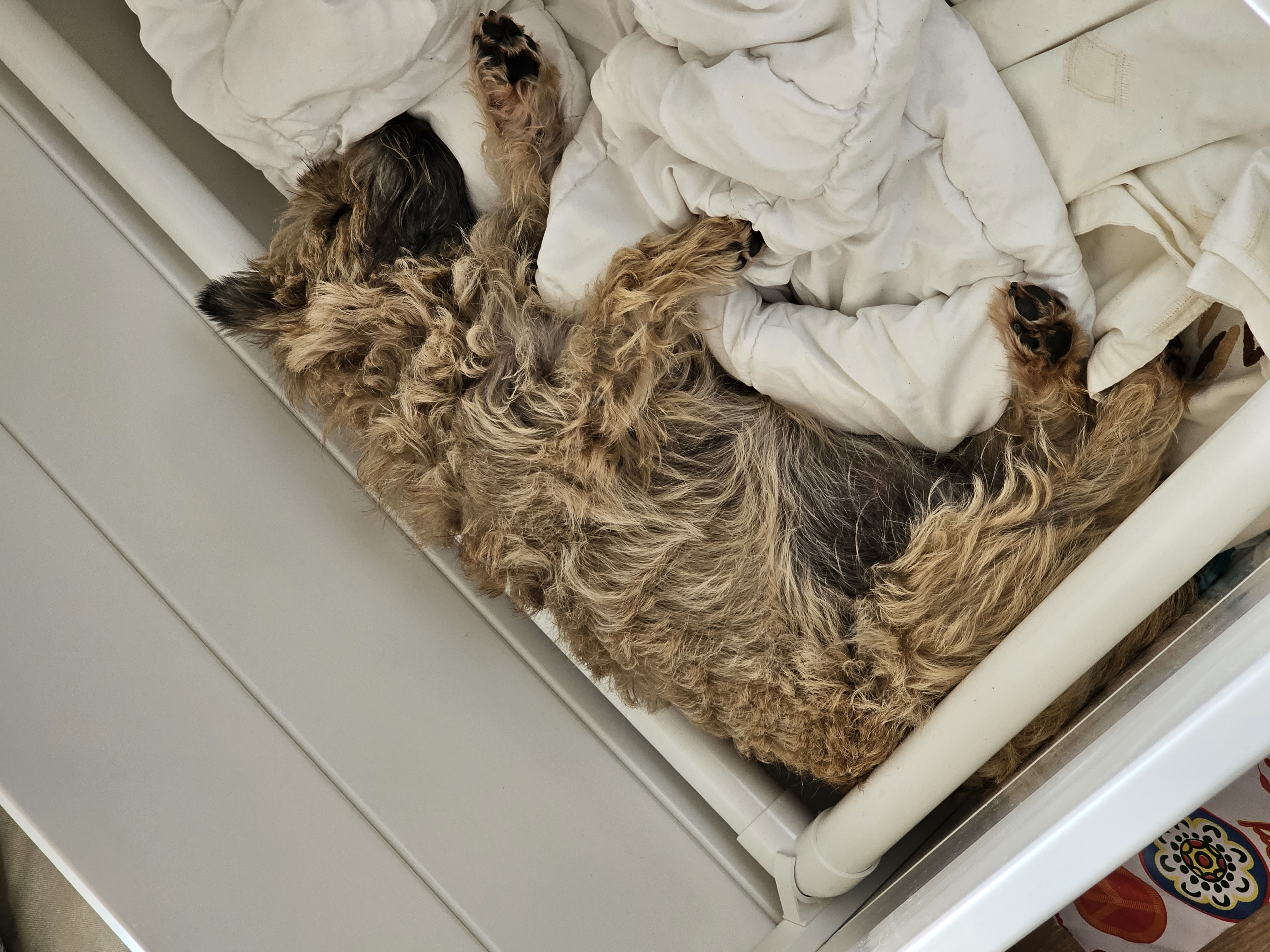 Vun Attilbrigga Cairn Terrier