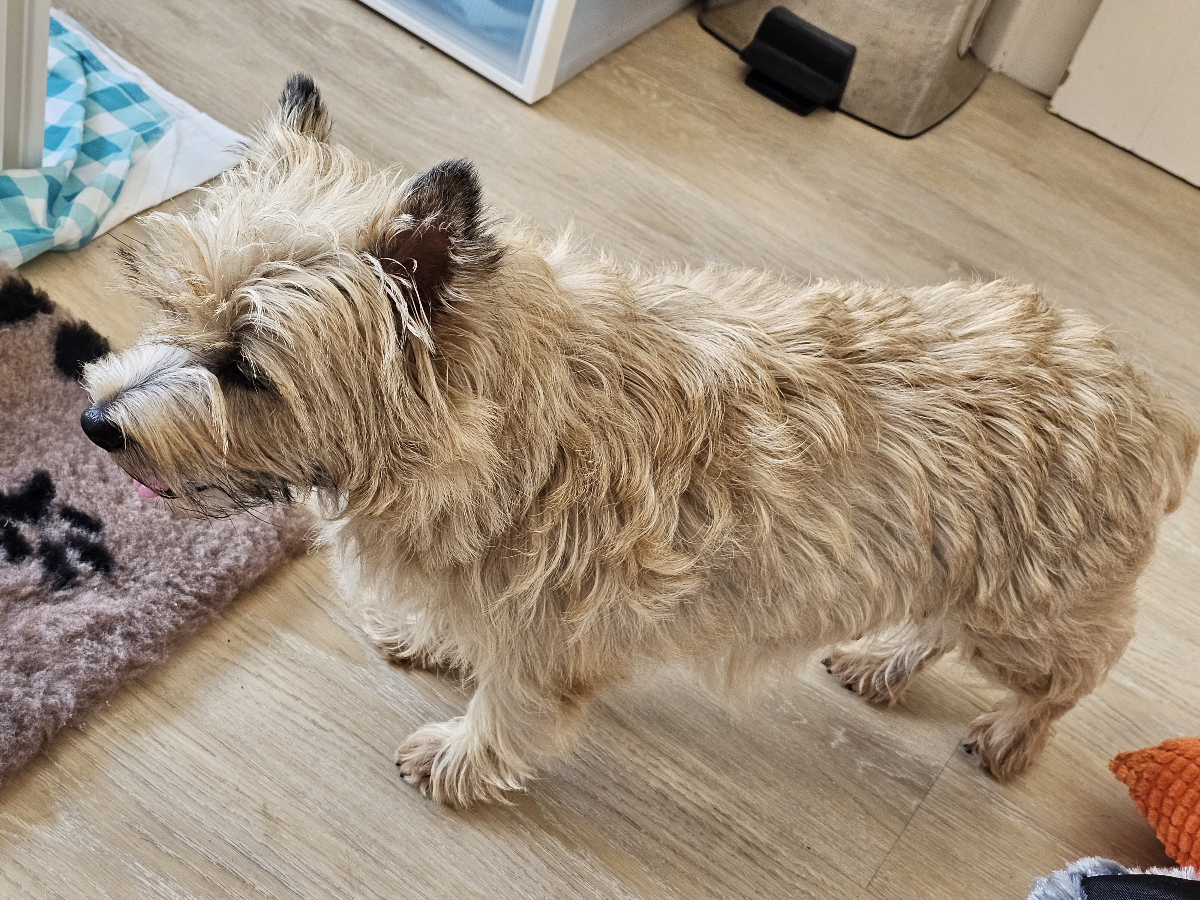 Vun Attilbrigga Cairn Terrier