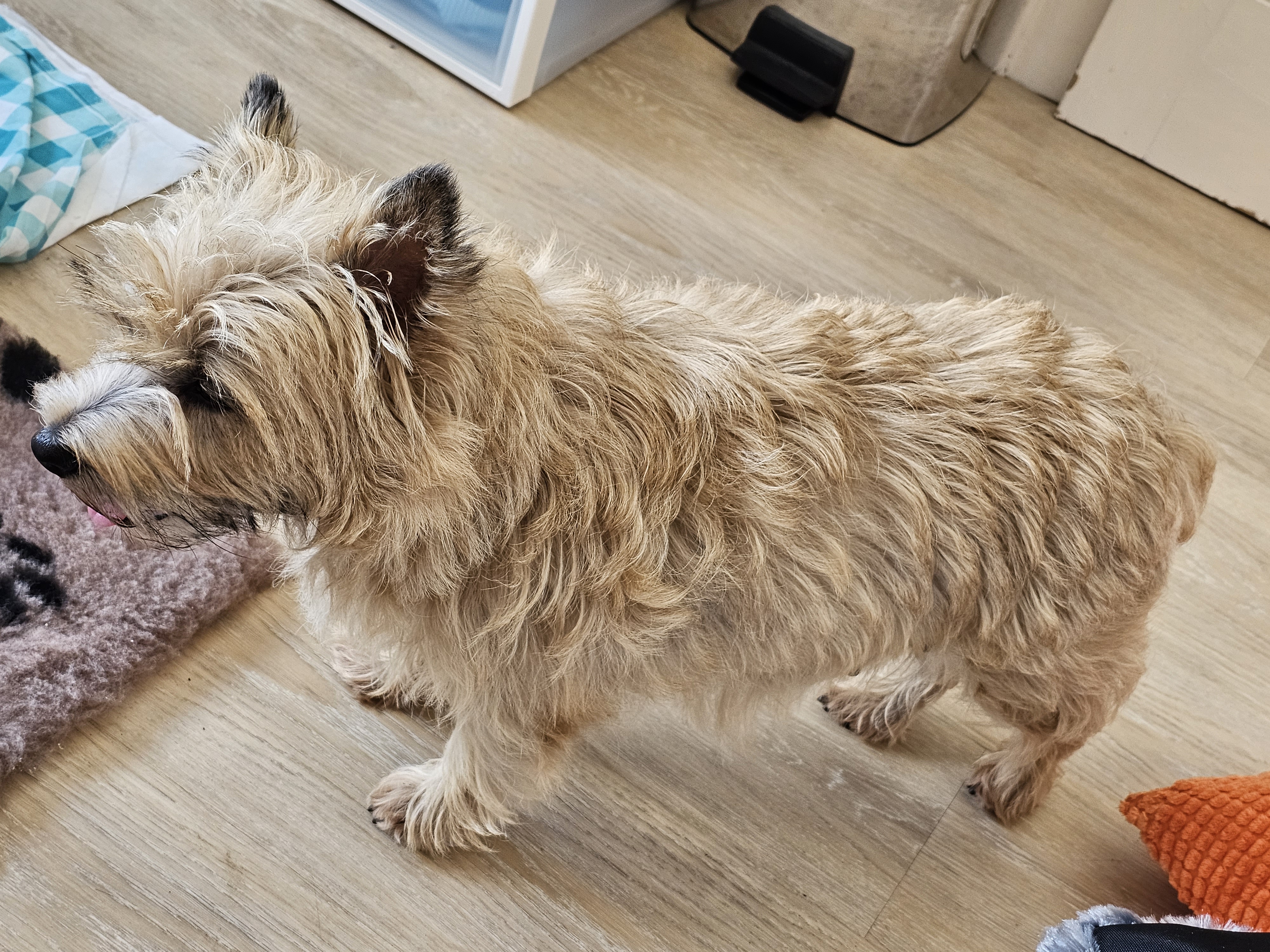 Vun Attilbrigga Cairn Terrier