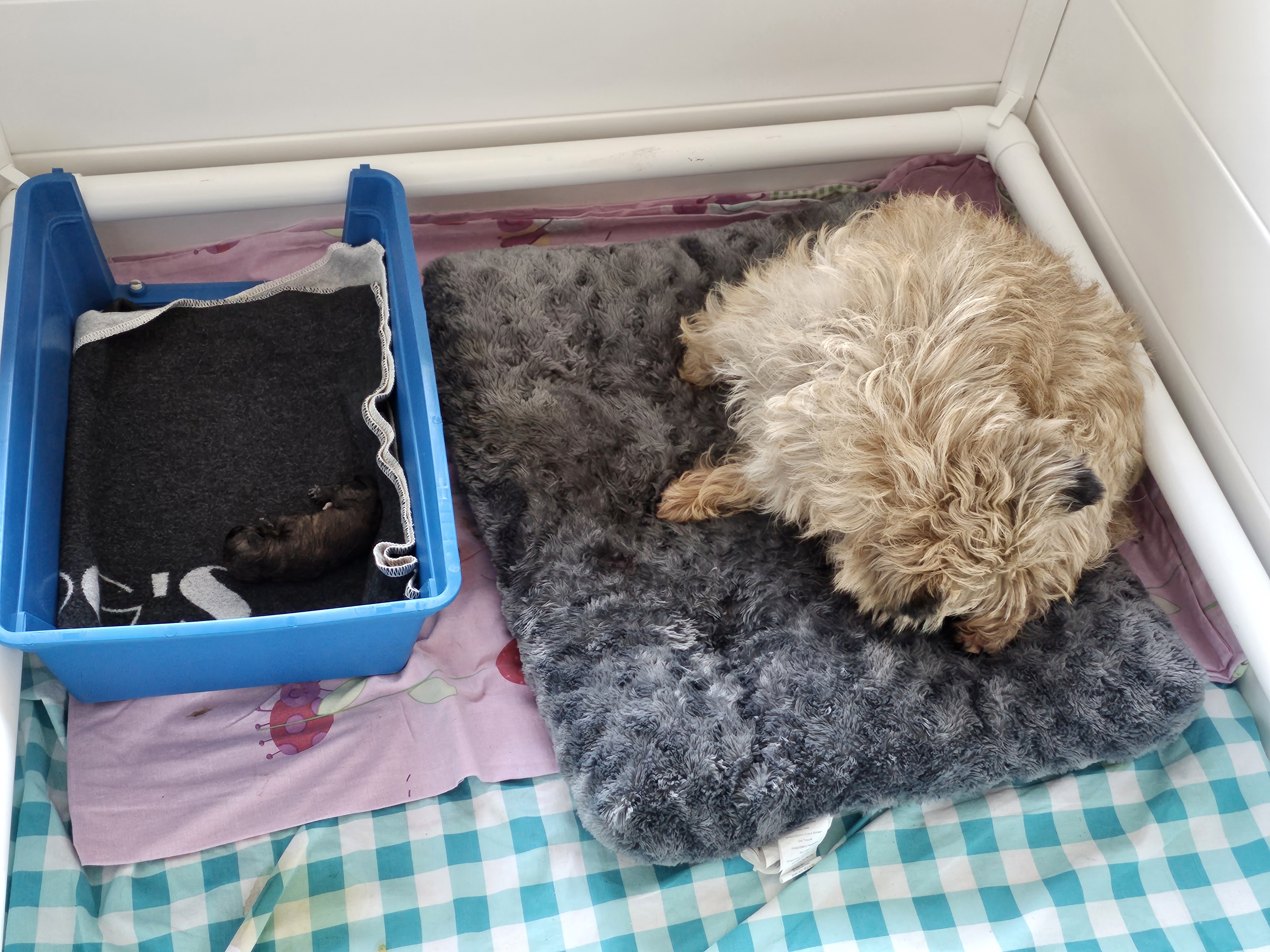 Vun Attilbrigga Cairn Terrier