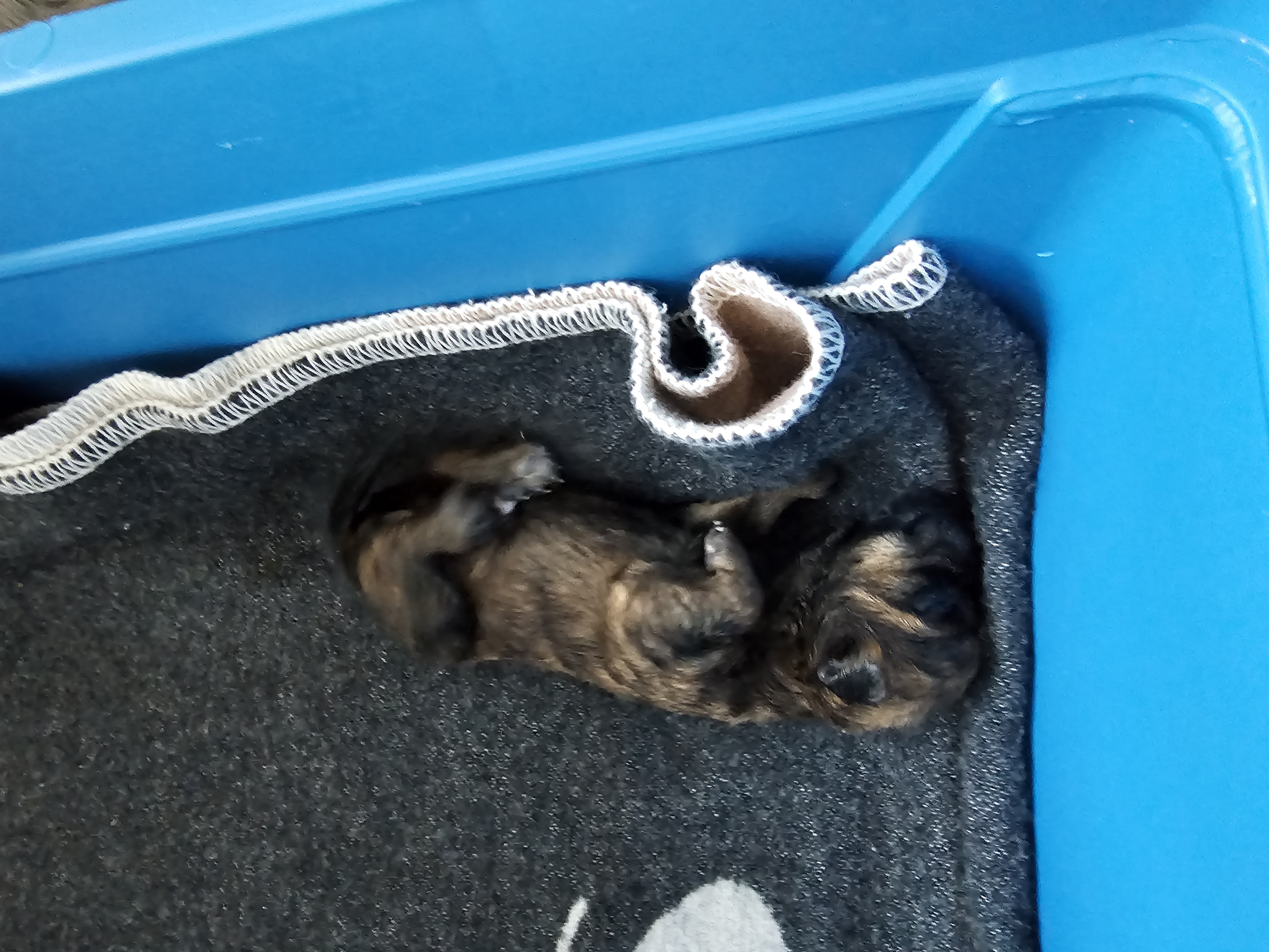 Vun Attilbrigga Cairn Terrier