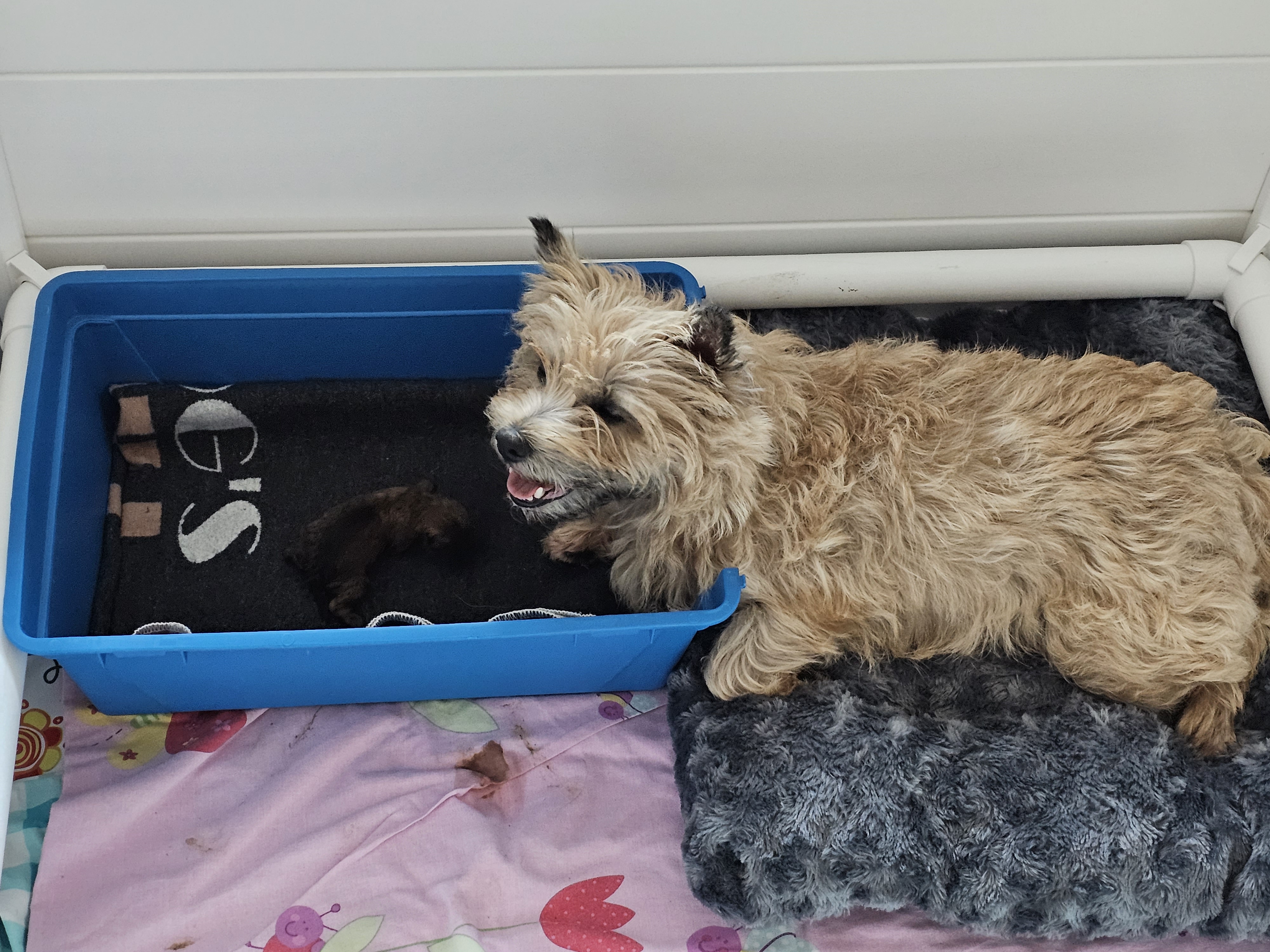 Vun Attilbrigga Cairn Terrier