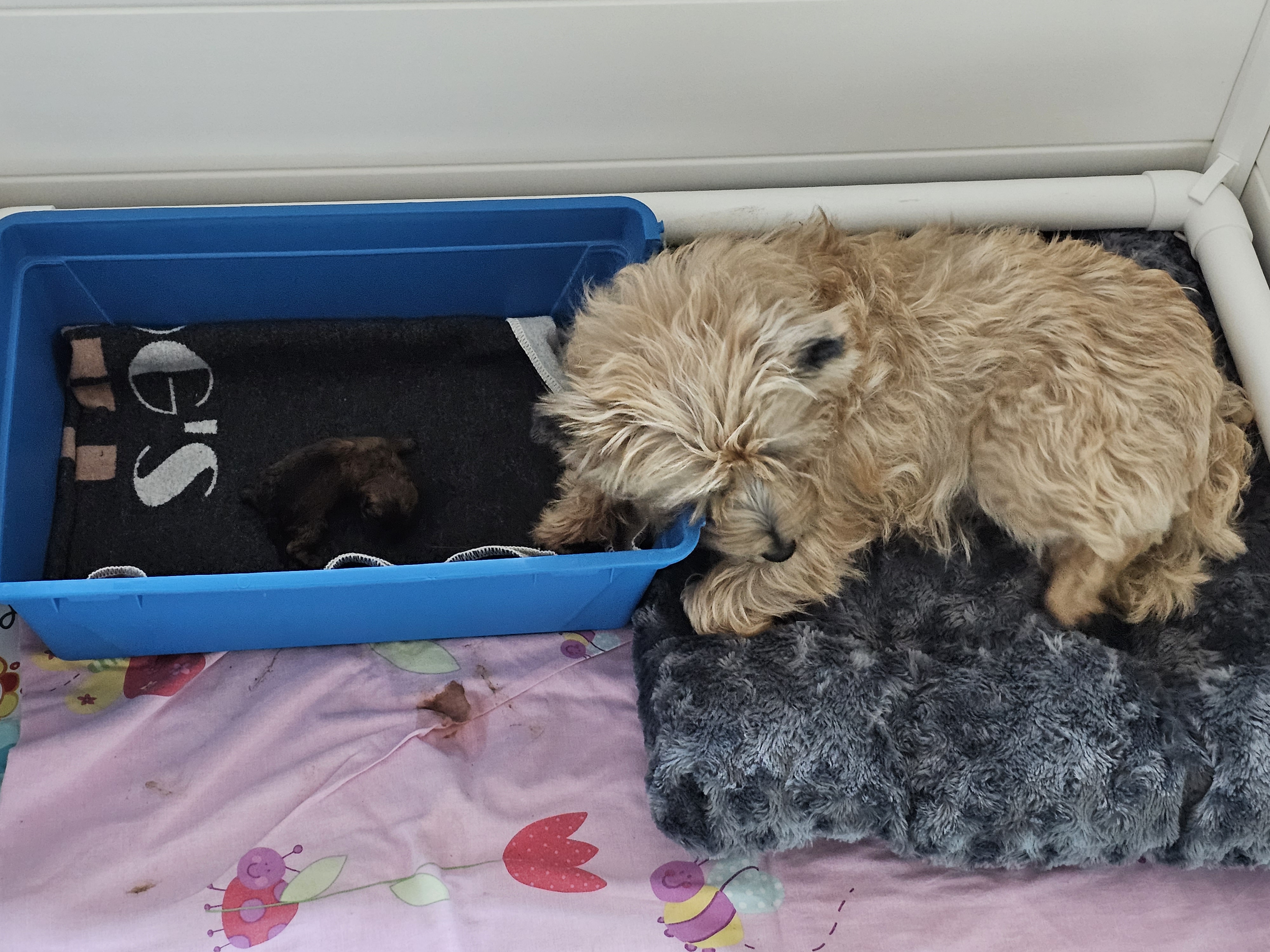 Vun Attilbrigga Cairn Terrier