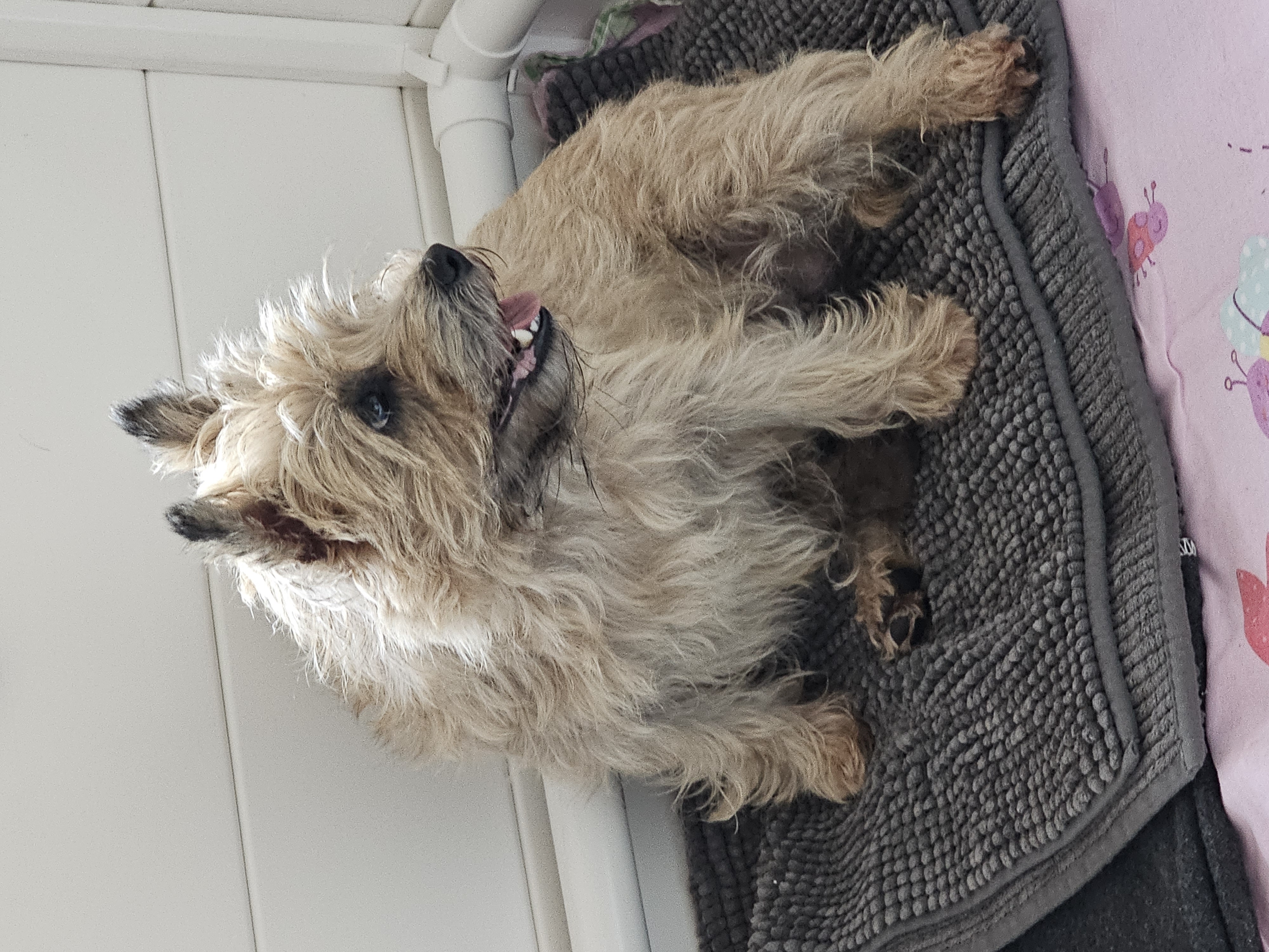 Vun Attilbrigga Cairn Terrier