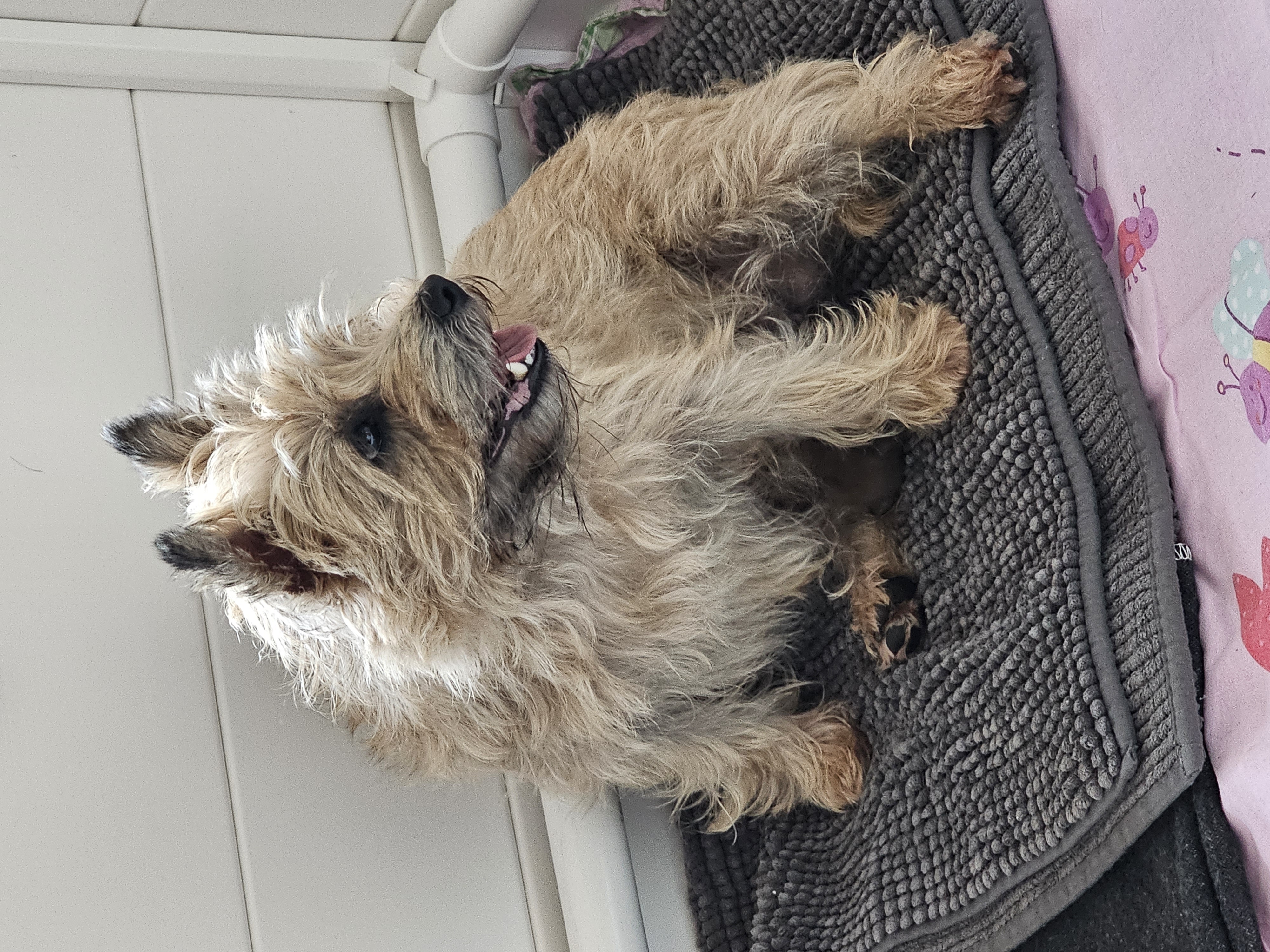 Vun Attilbrigga Cairn Terrier