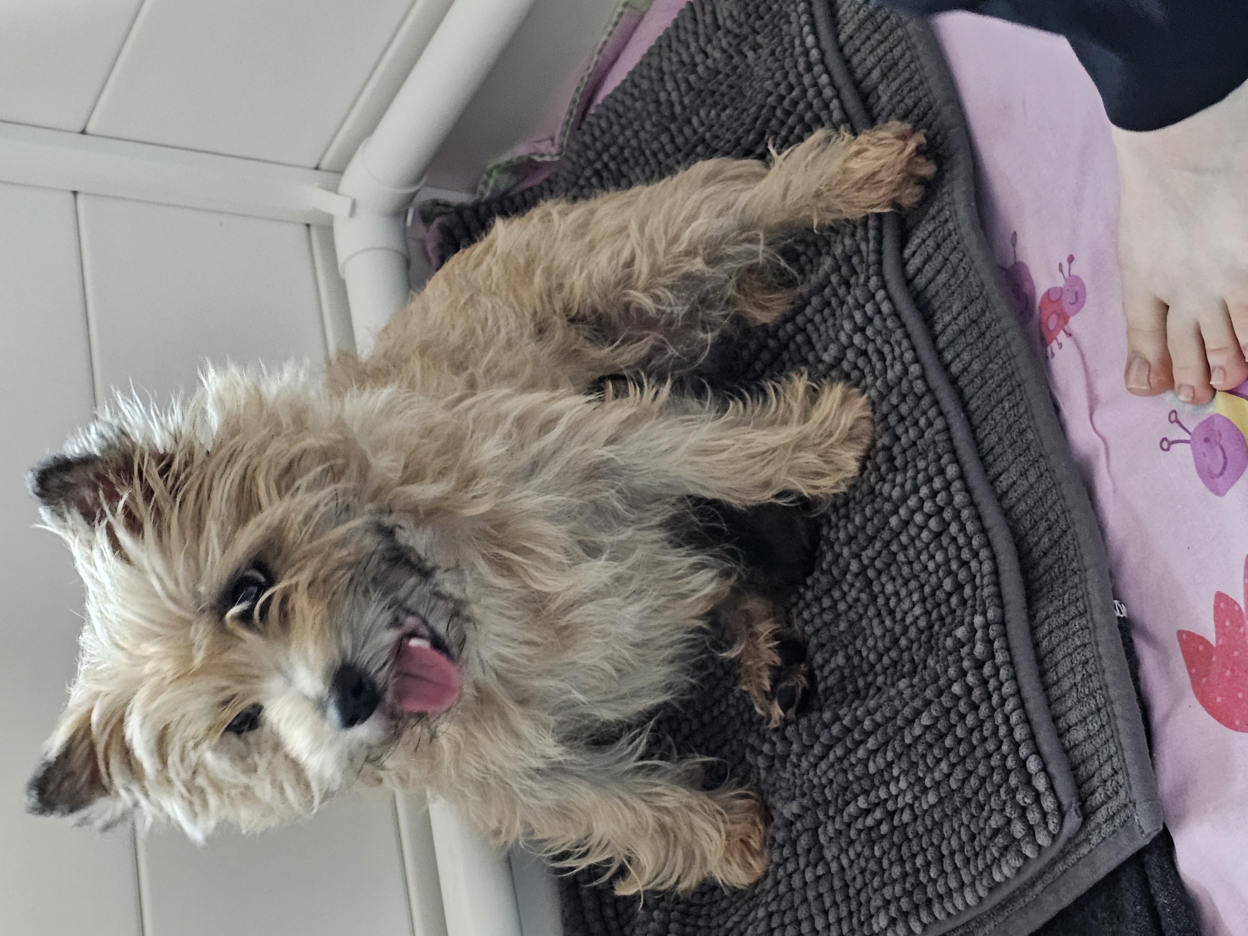 Vun Attilbrigga Cairn Terrier