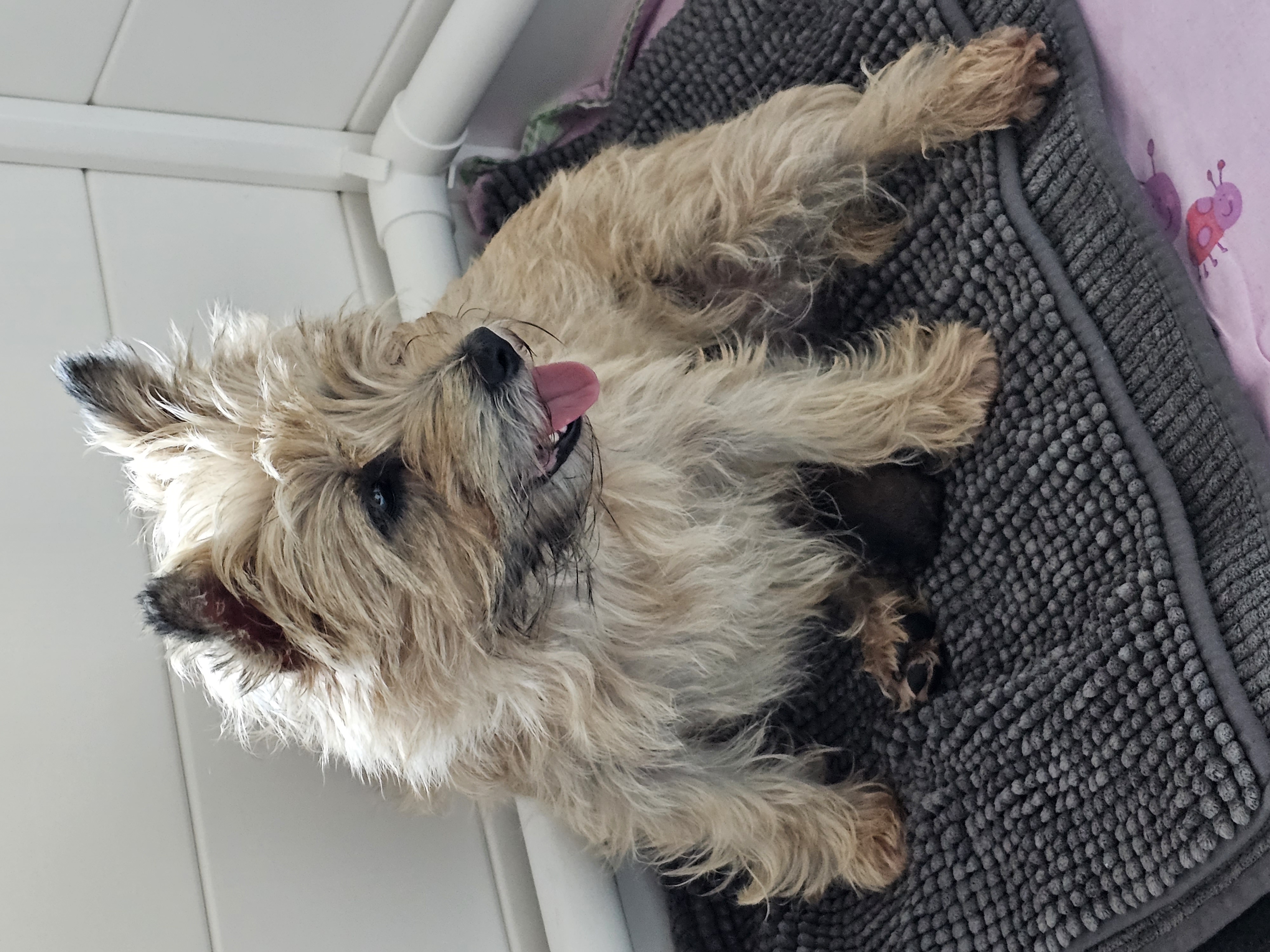 Vun Attilbrigga Cairn Terrier