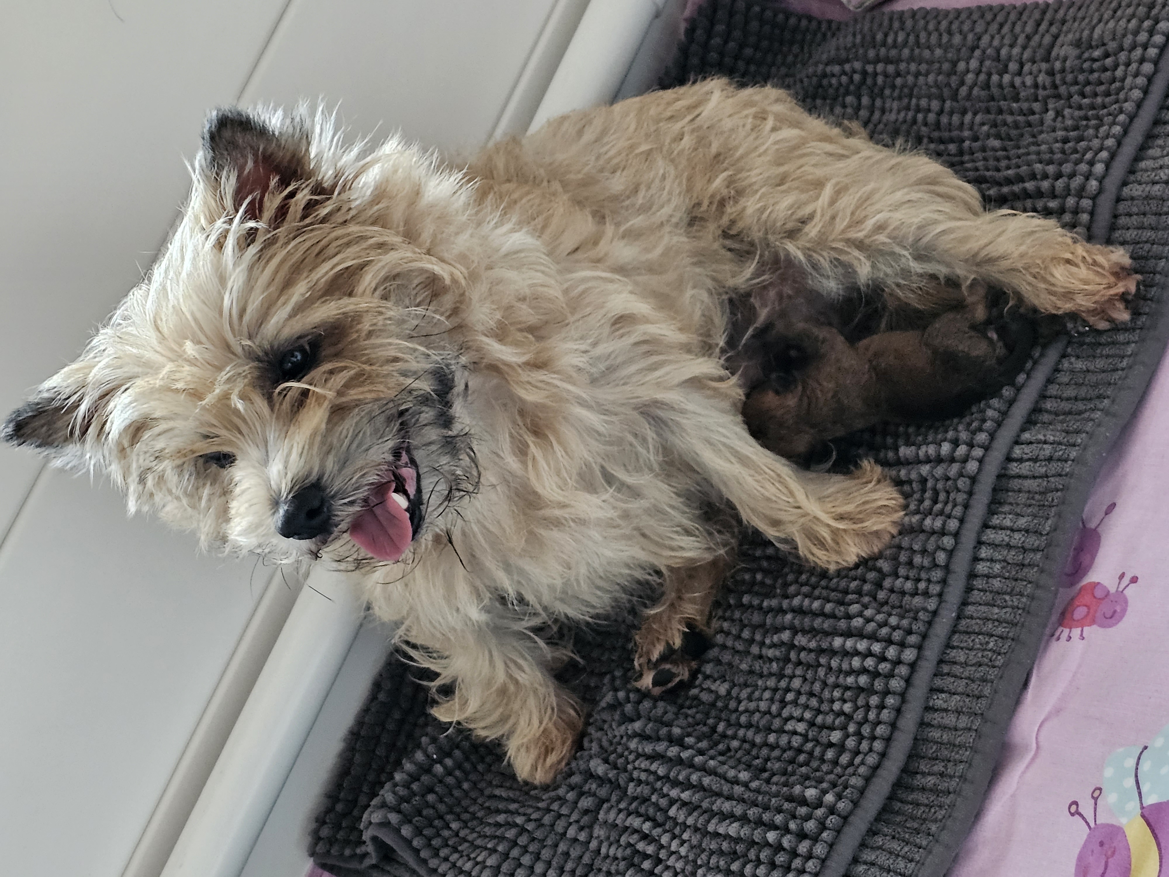 Vun Attilbrigga Cairn Terrier