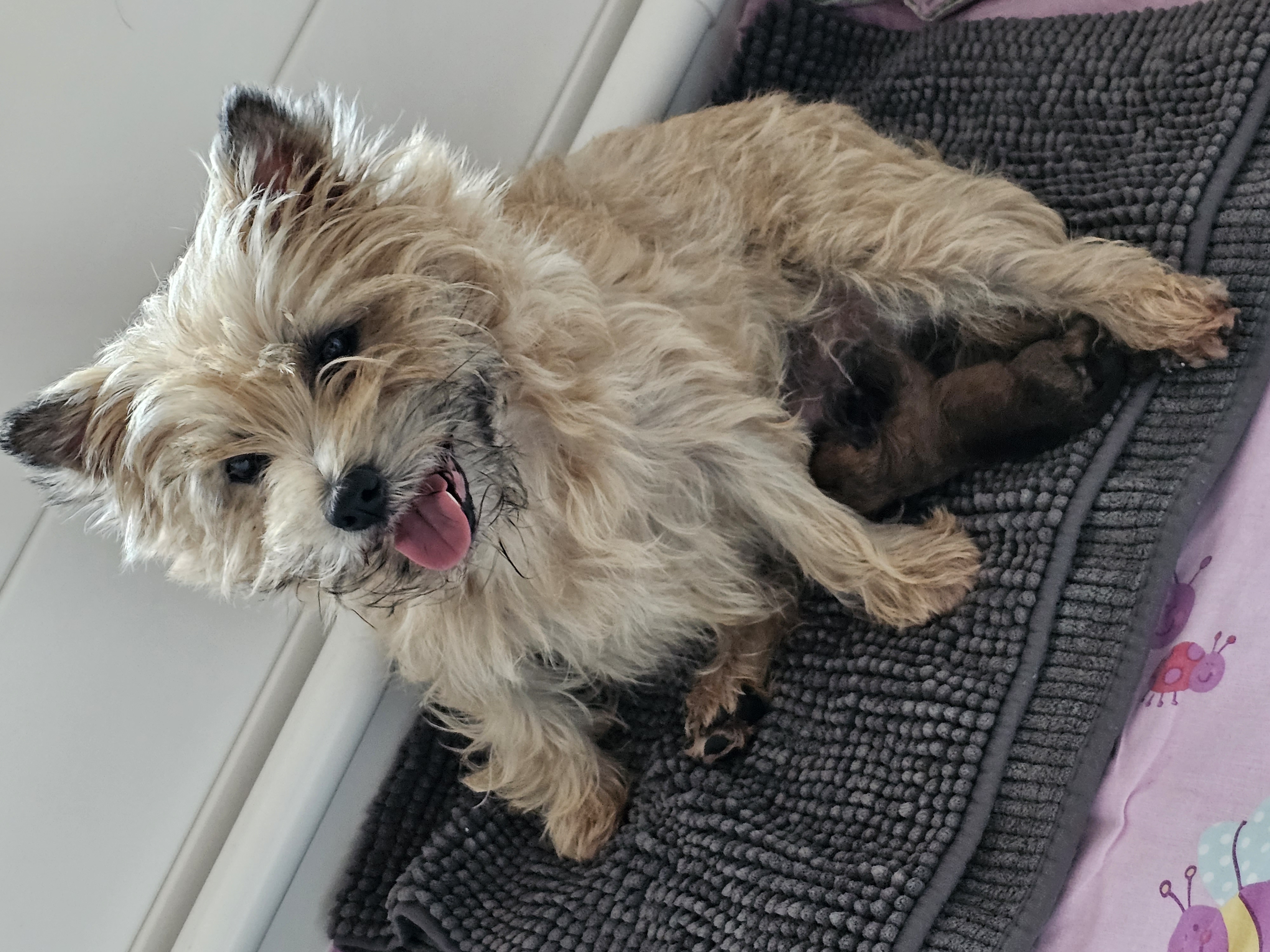 Vun Attilbrigga Cairn Terrier