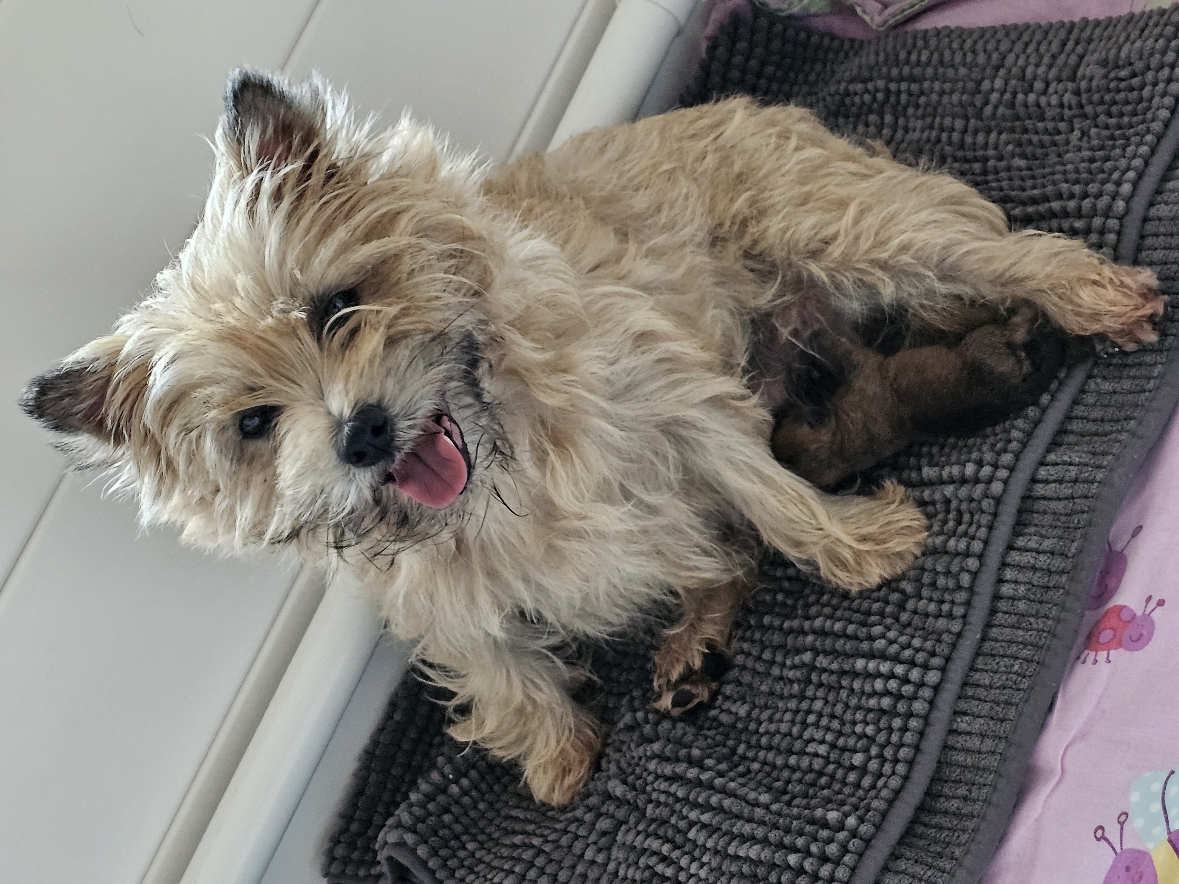 Vun Attilbrigga Cairn Terrier
