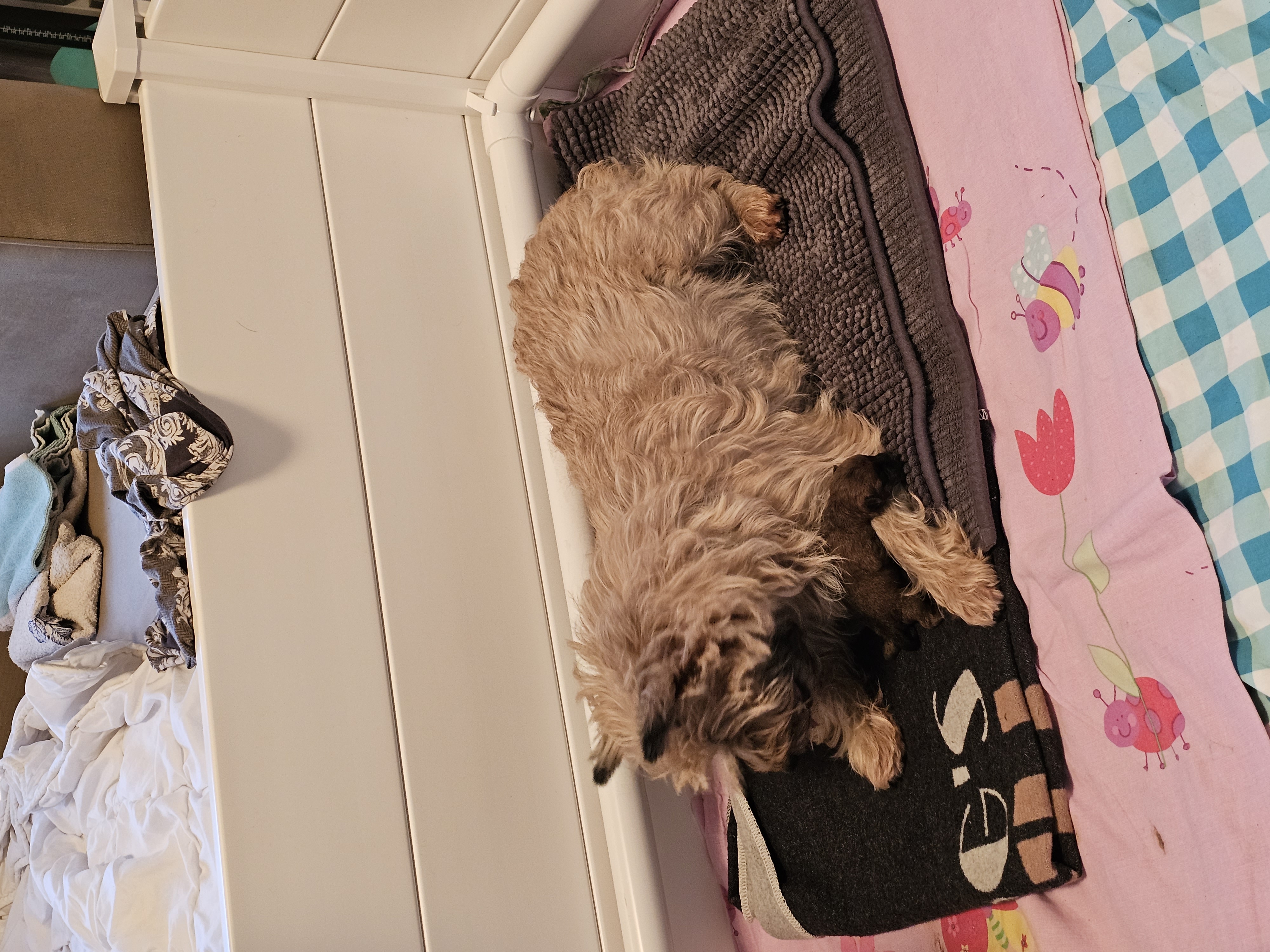 Vun Attilbrigga Cairn Terrier