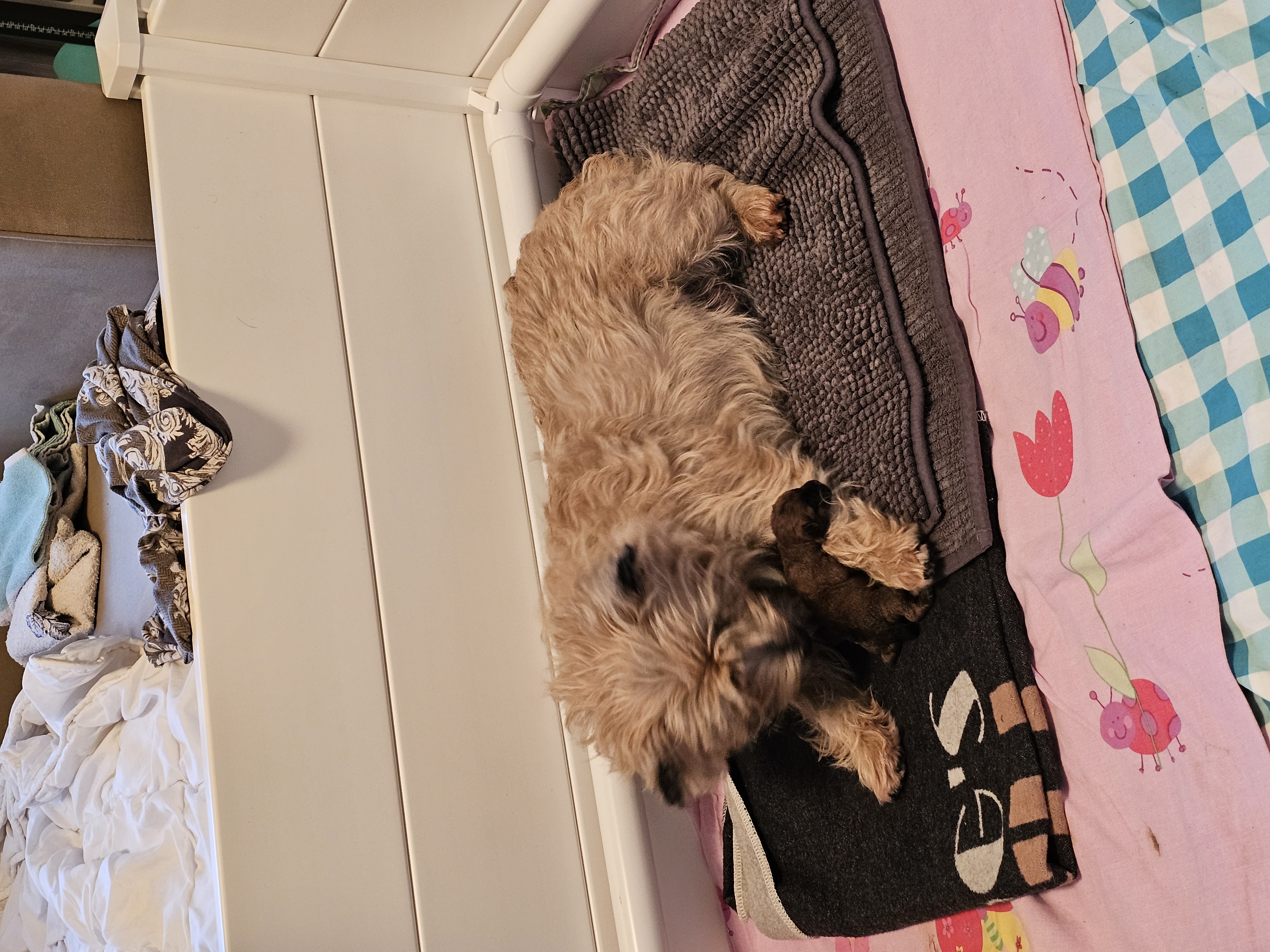 Vun Attilbrigga Cairn Terrier