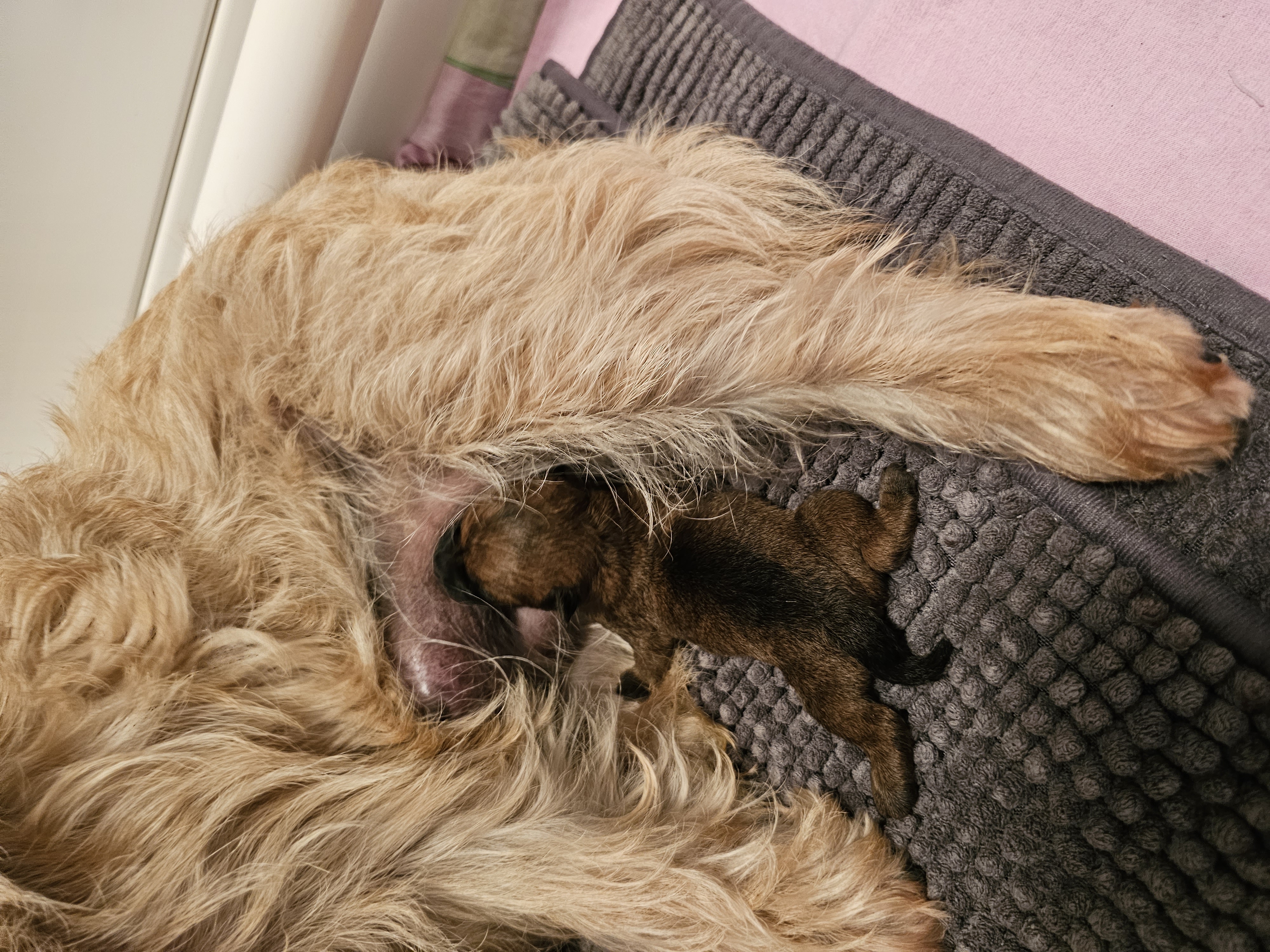 Vun Attilbrigga Cairn Terrier