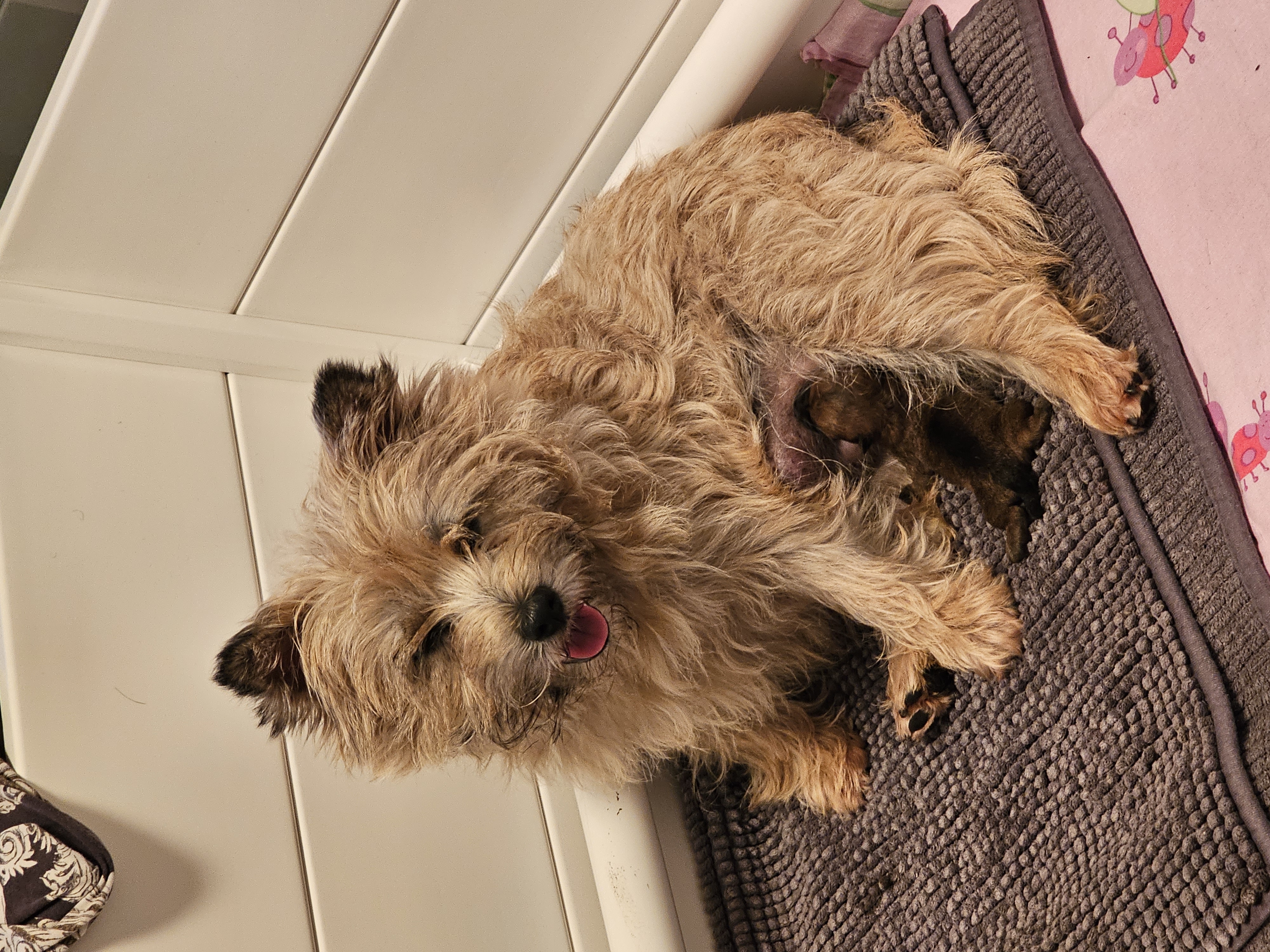 Vun Attilbrigga Cairn Terrier