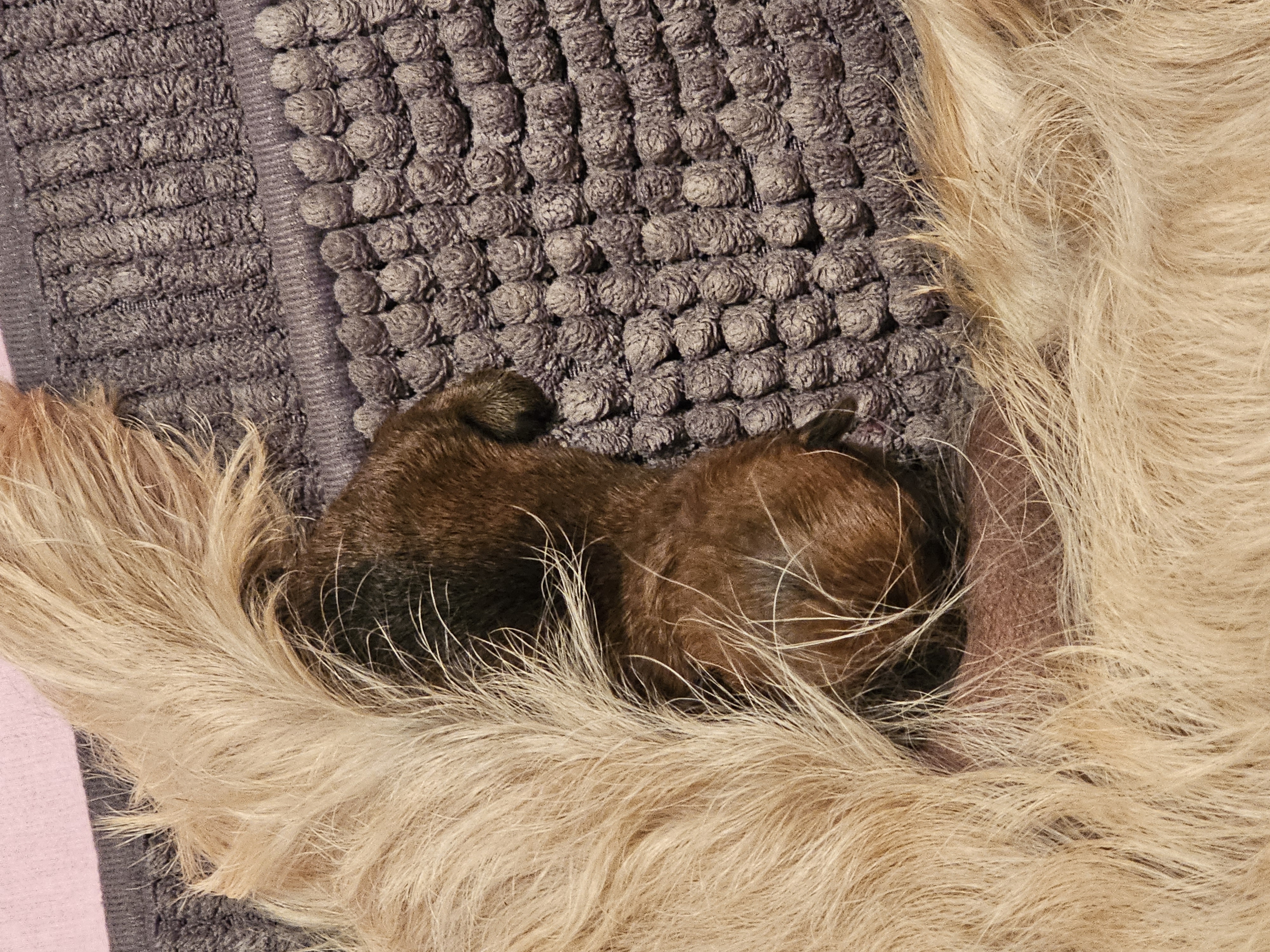 Vun Attilbrigga Cairn Terrier