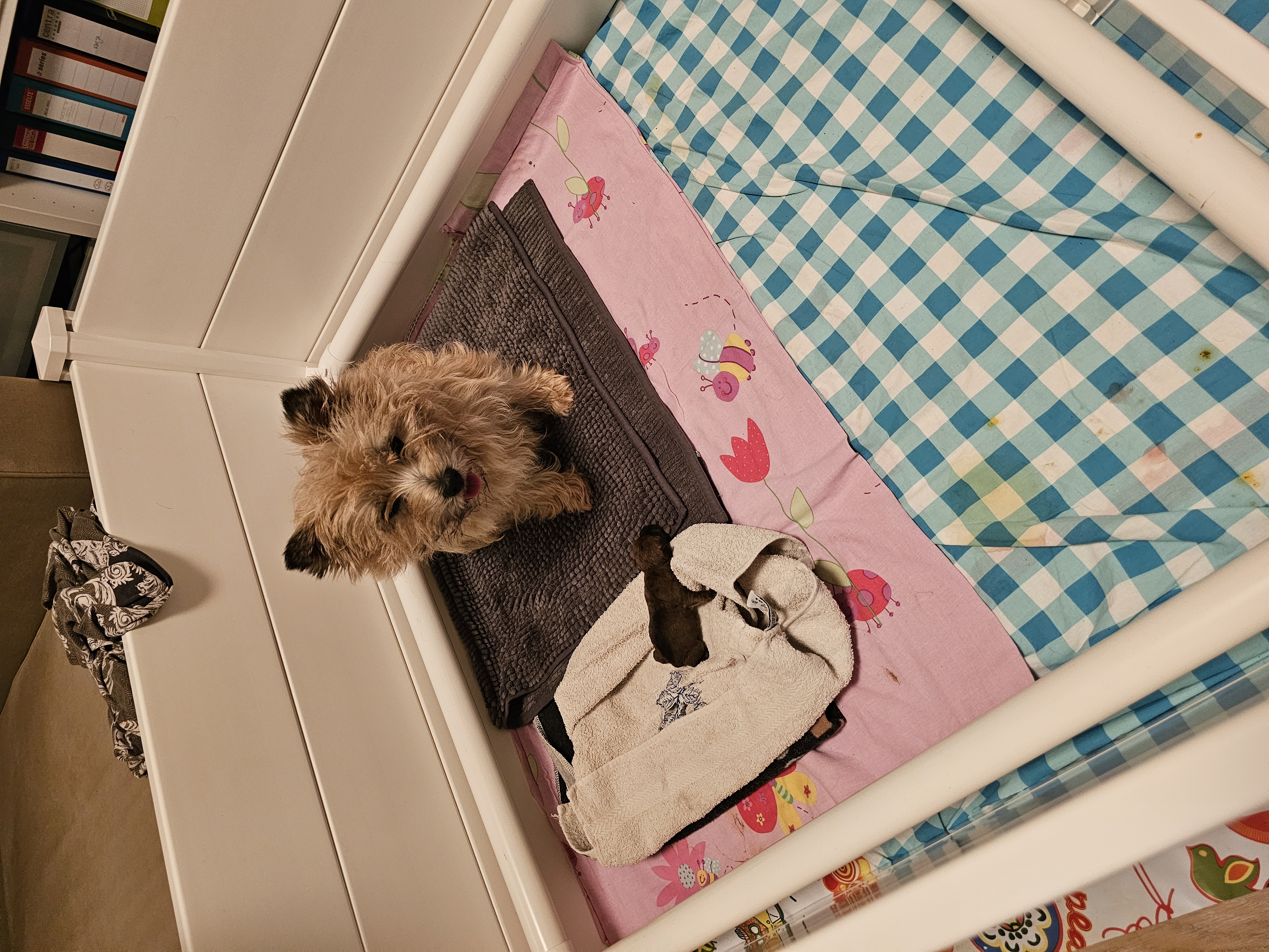 Vun Attilbrigga Cairn Terrier