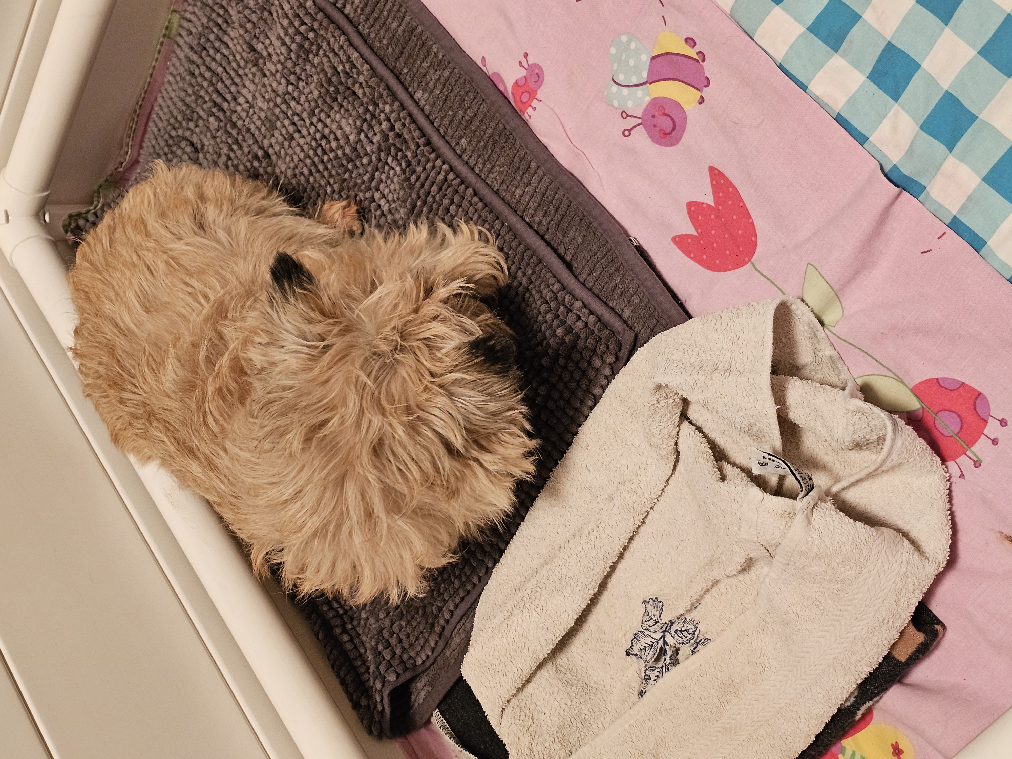 Vun Attilbrigga Cairn Terrier