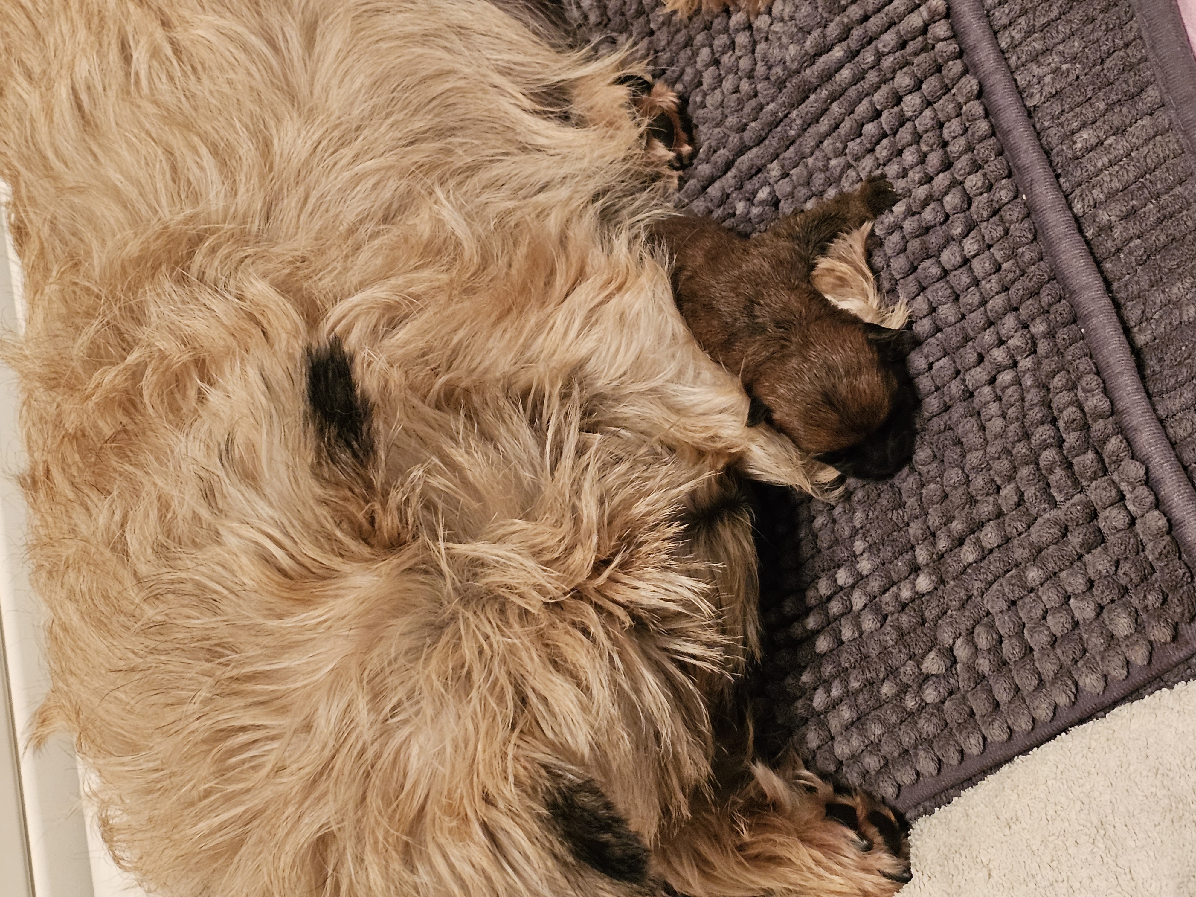 Vun Attilbrigga Cairn Terrier
