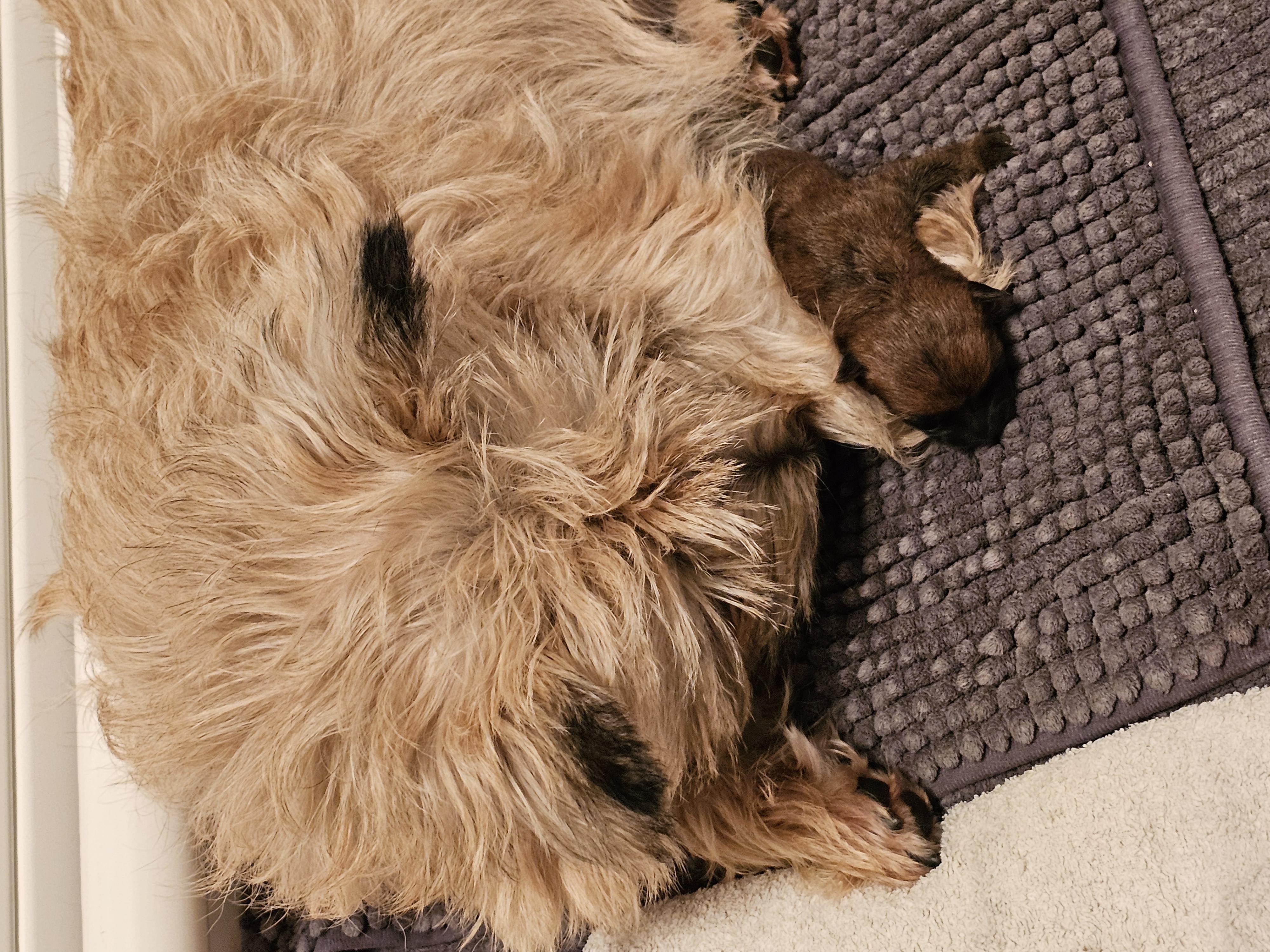 Vun Attilbrigga Cairn Terrier