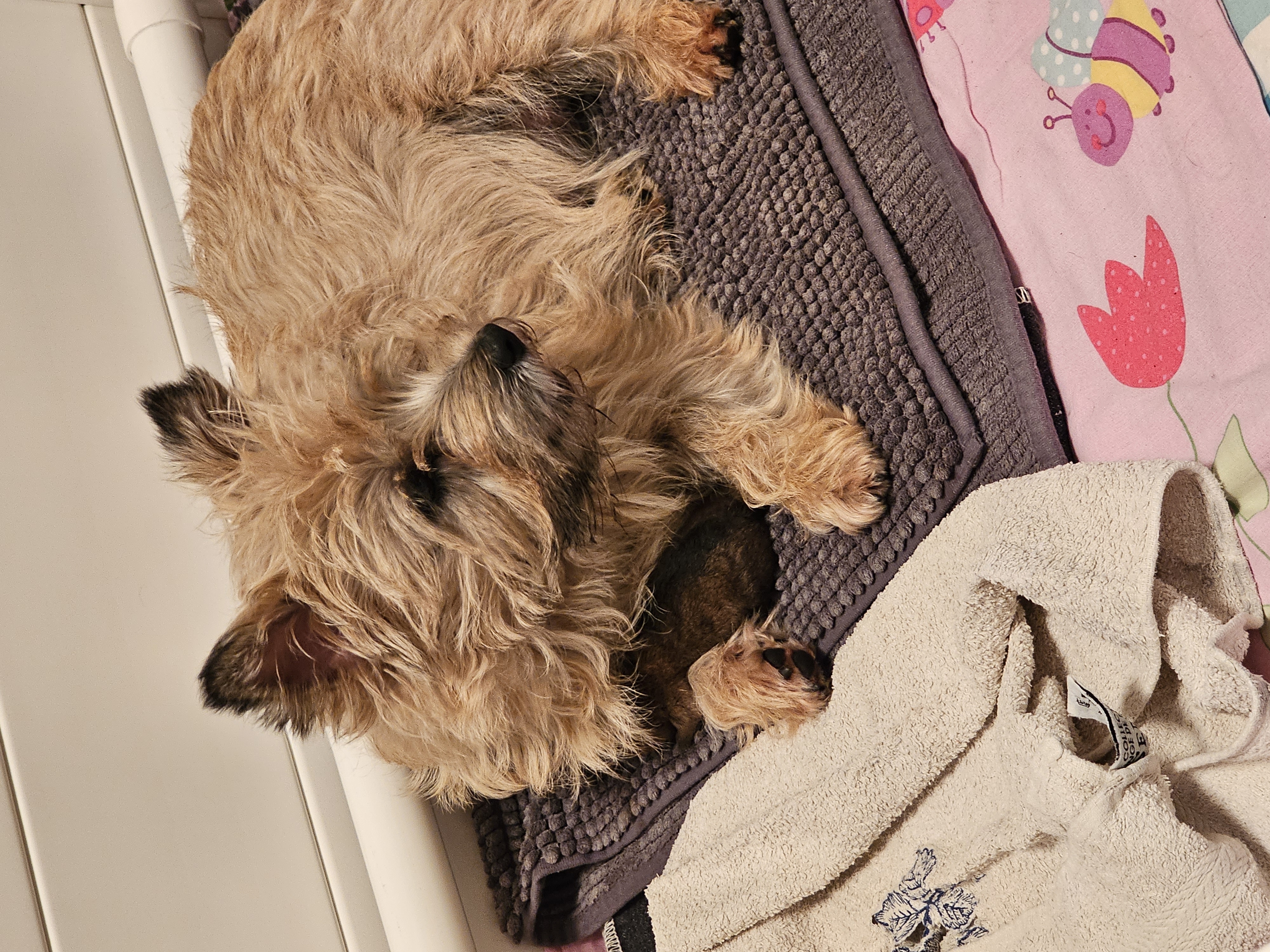Vun Attilbrigga Cairn Terrier