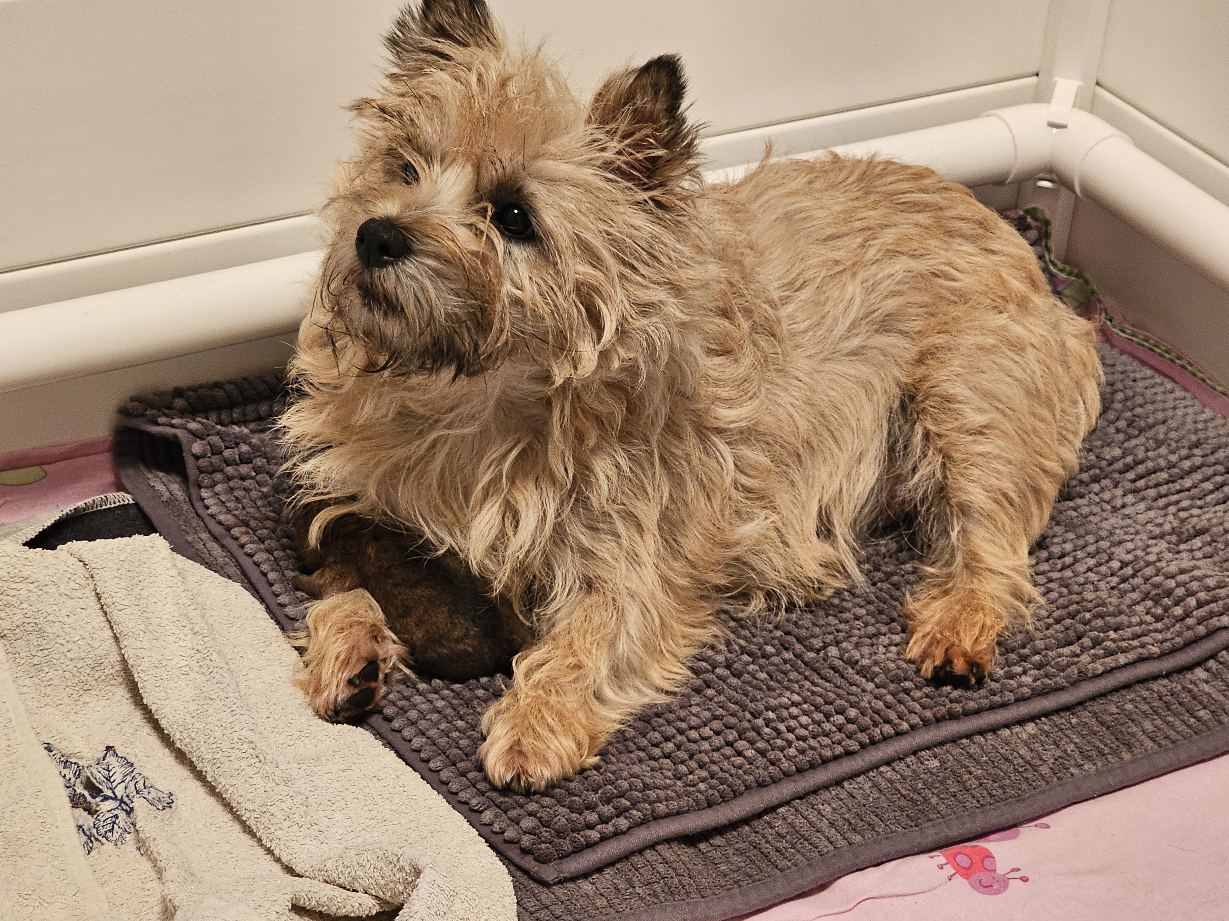 Vun Attilbrigga Cairn Terrier