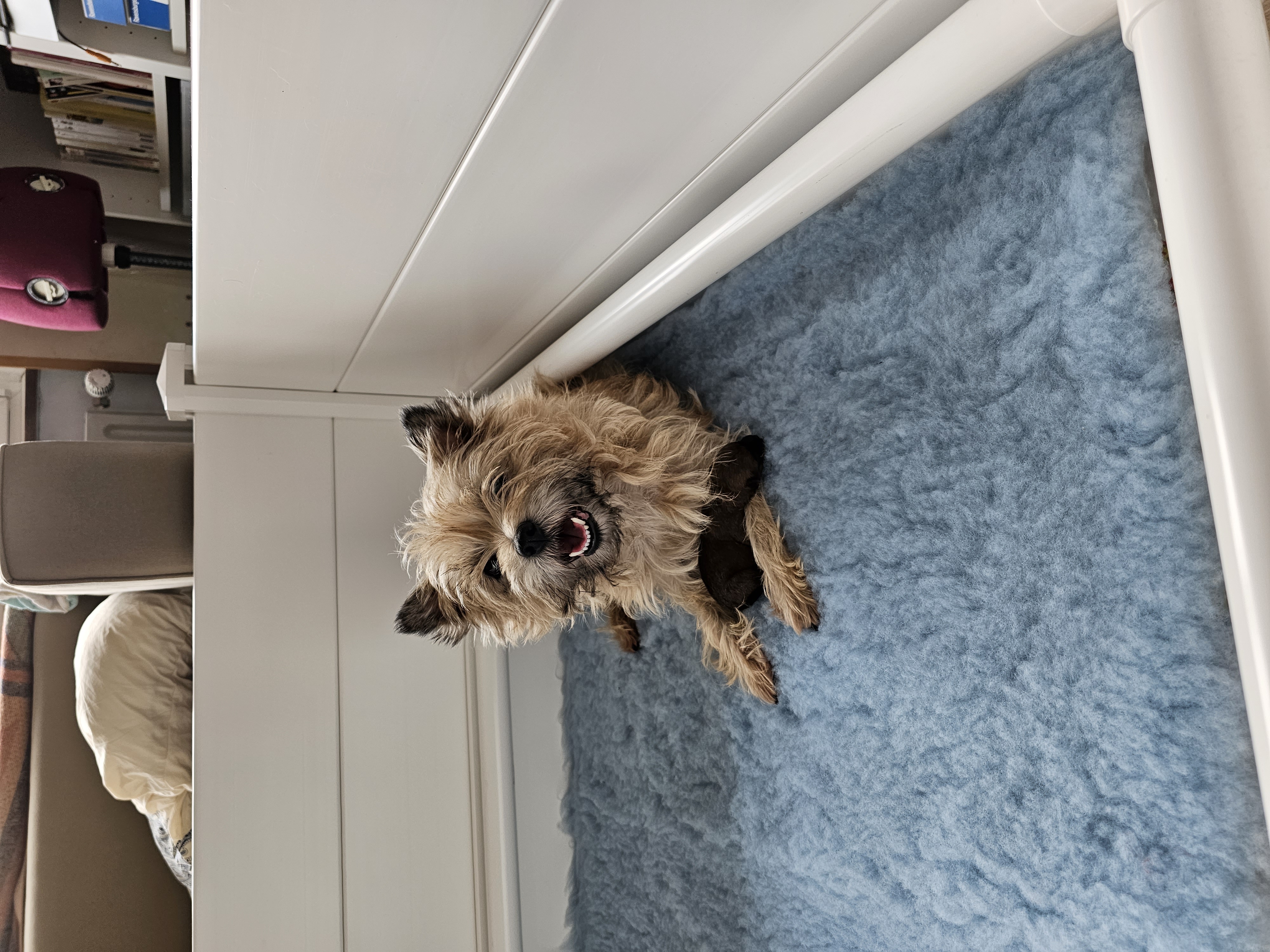 Vun Attilbrigga Cairn Terrier