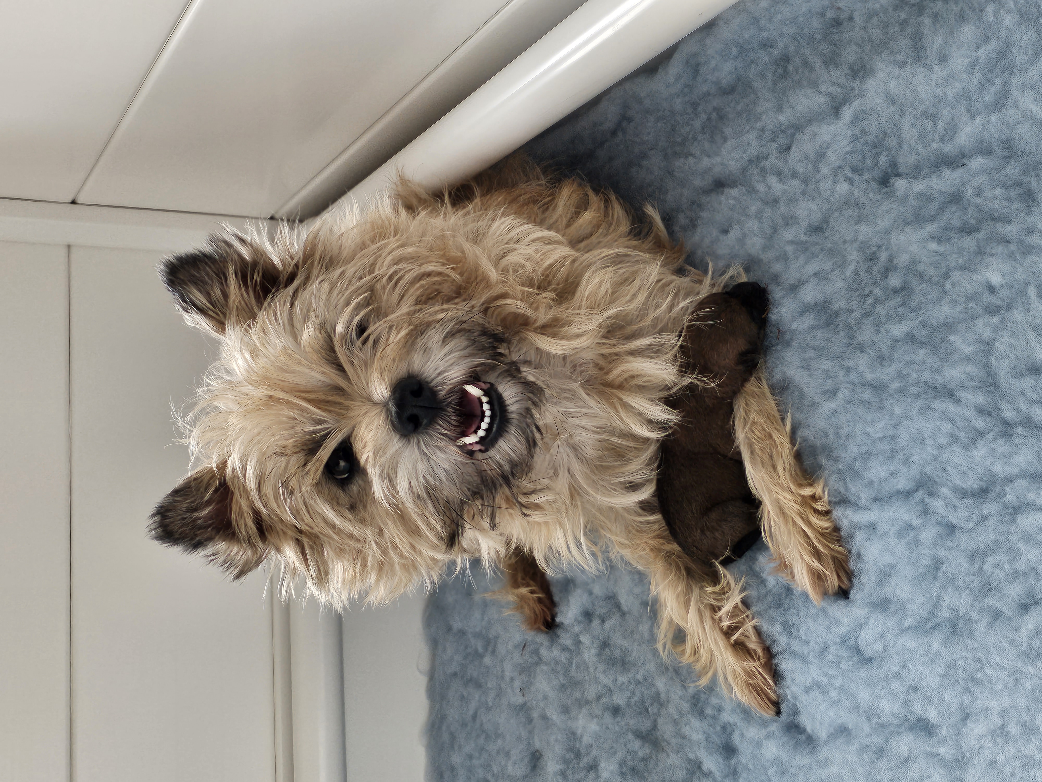 Vun Attilbrigga Cairn Terrier