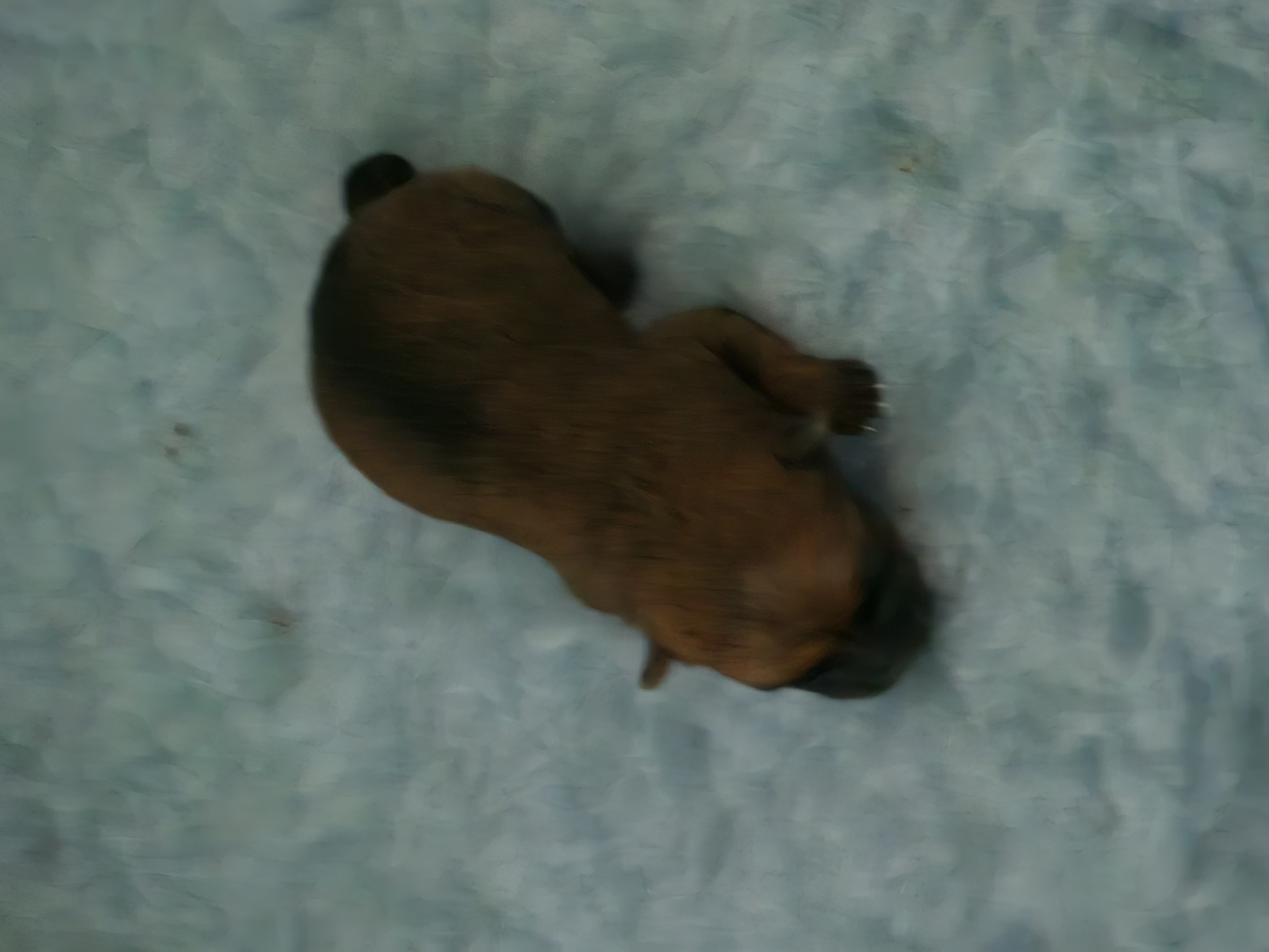 Vun Attilbrigga Cairn Terrier