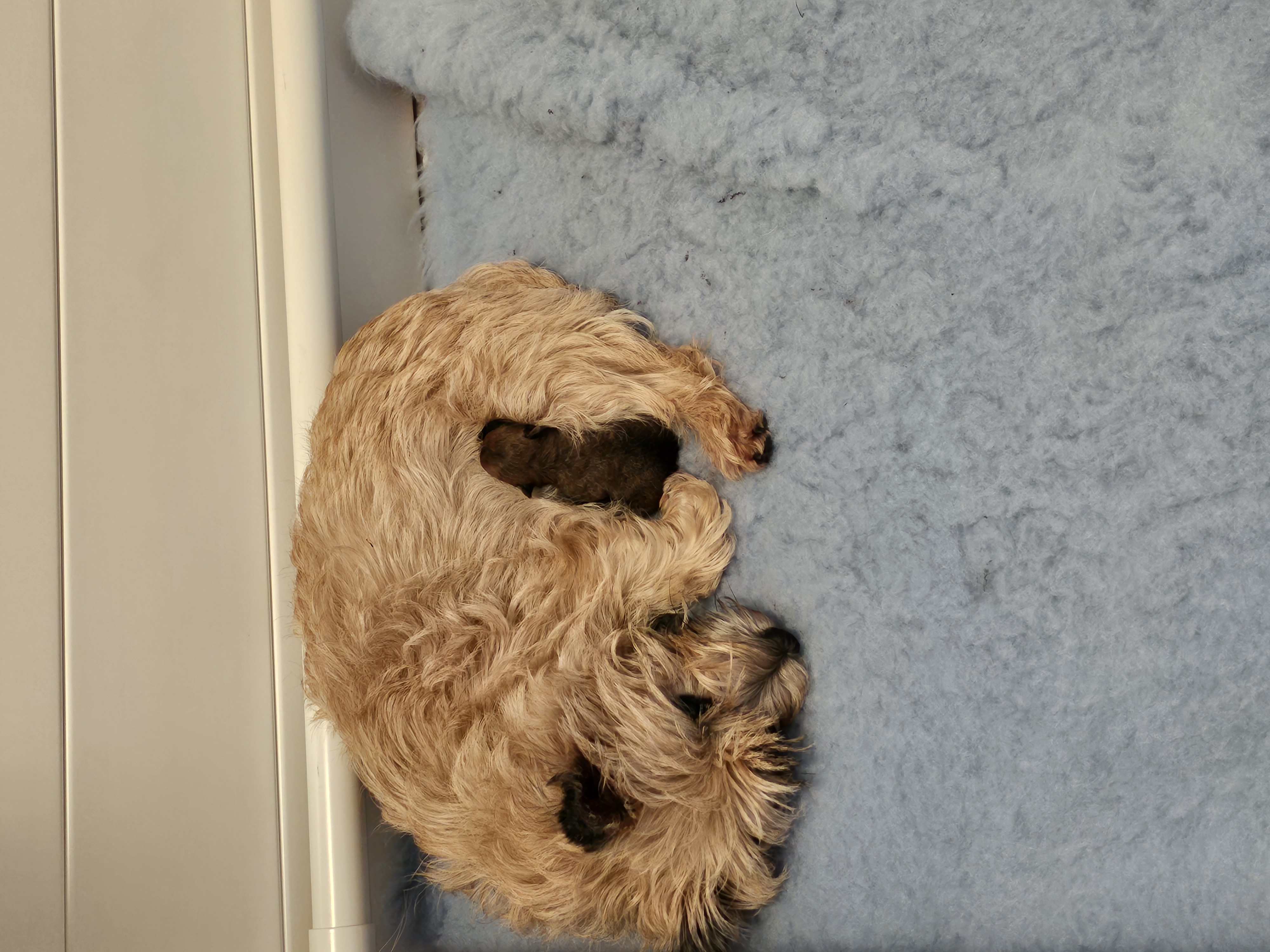 Vun Attilbrigga Cairn Terrier