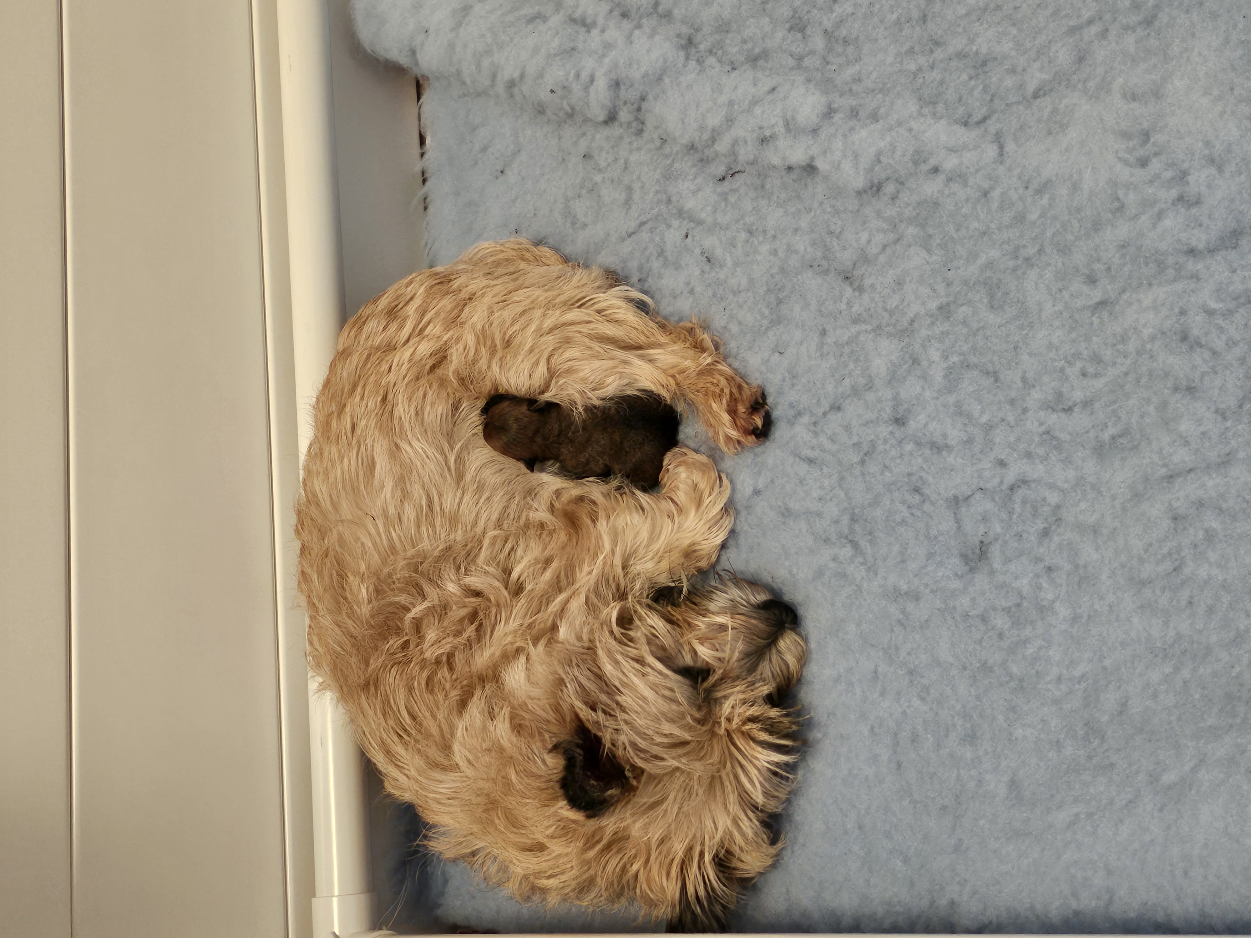 Vun Attilbrigga Cairn Terrier