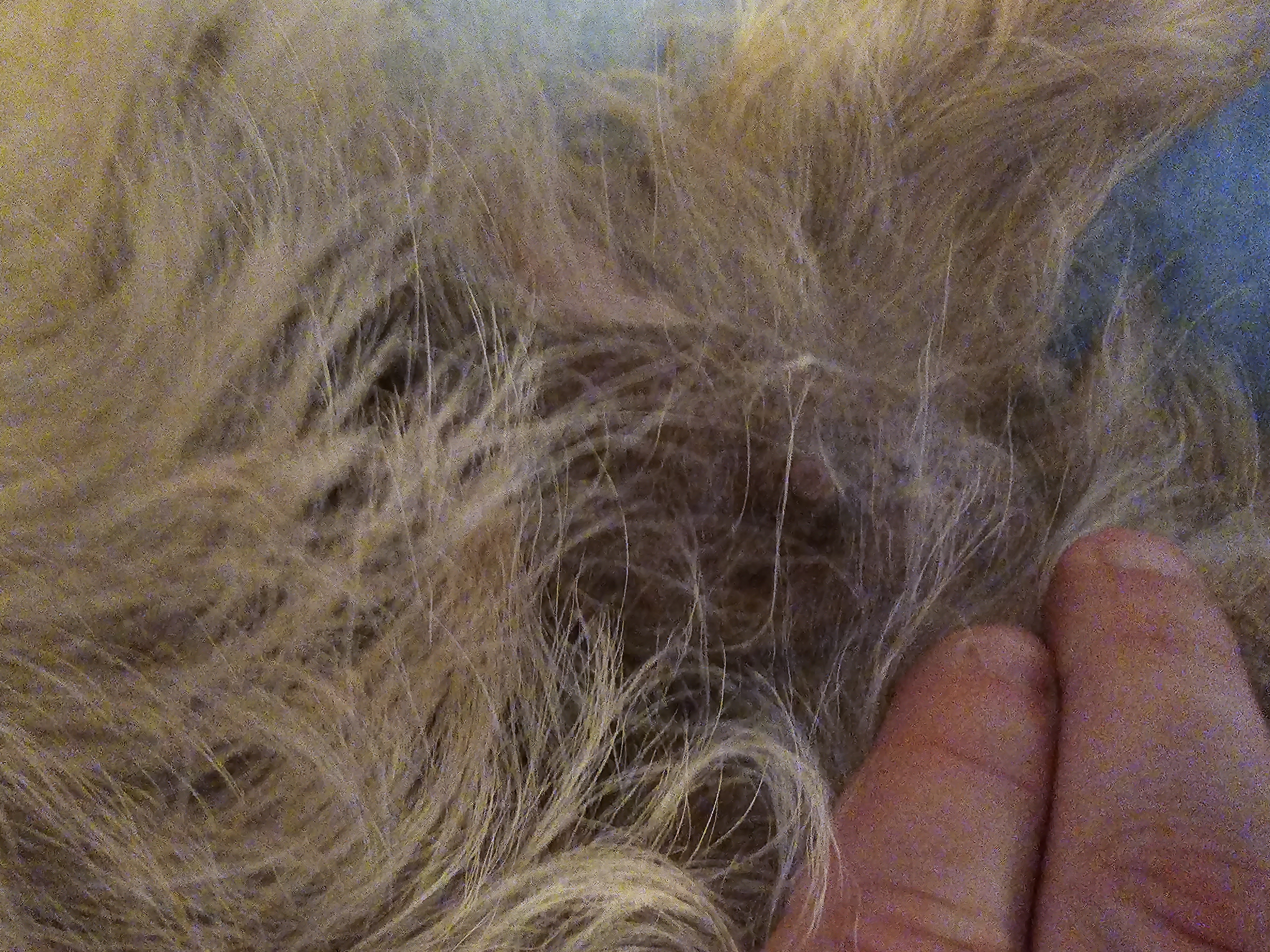 Vun Attilbrigga Cairn Terrier