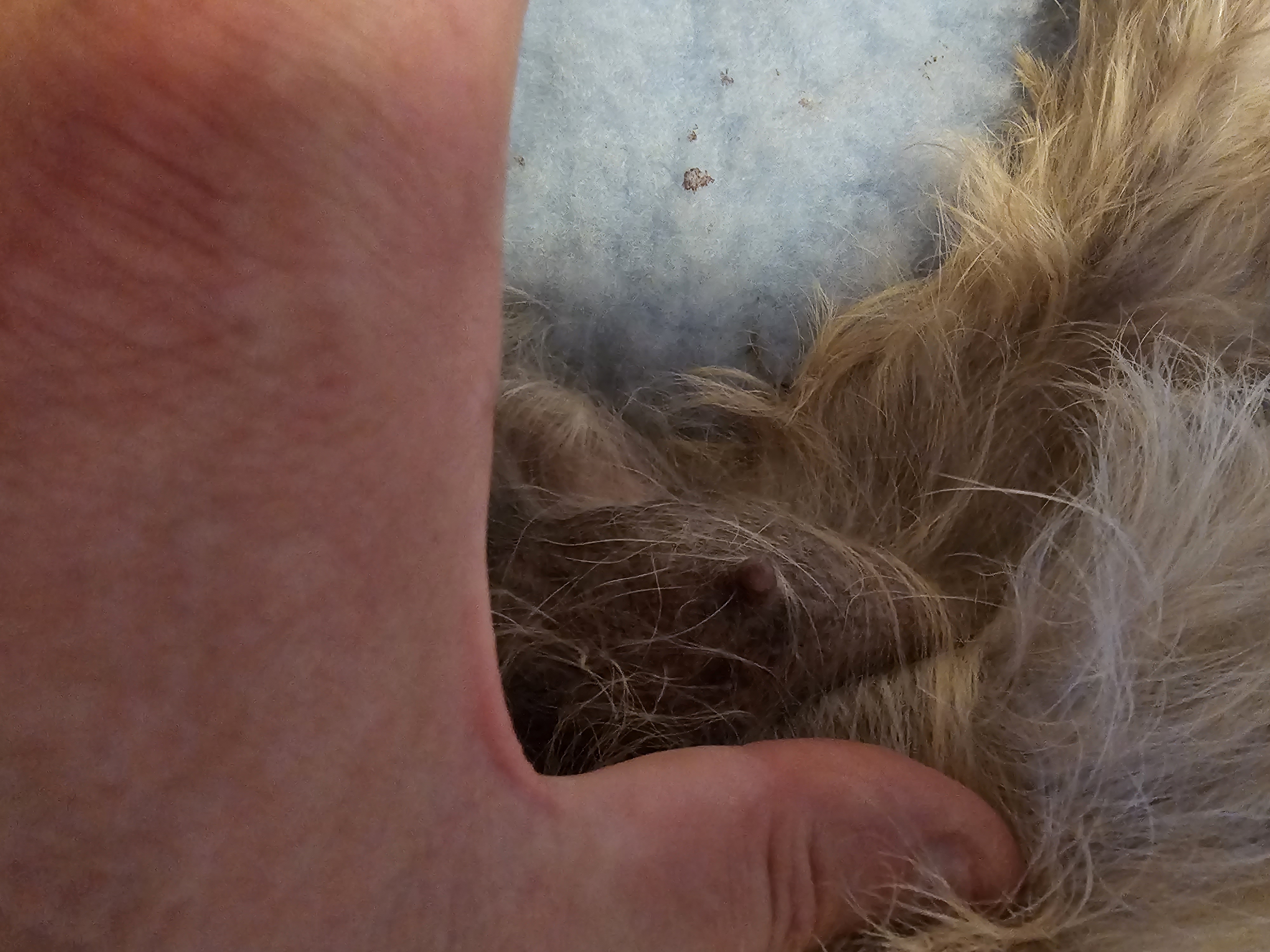 Vun Attilbrigga Cairn Terrier