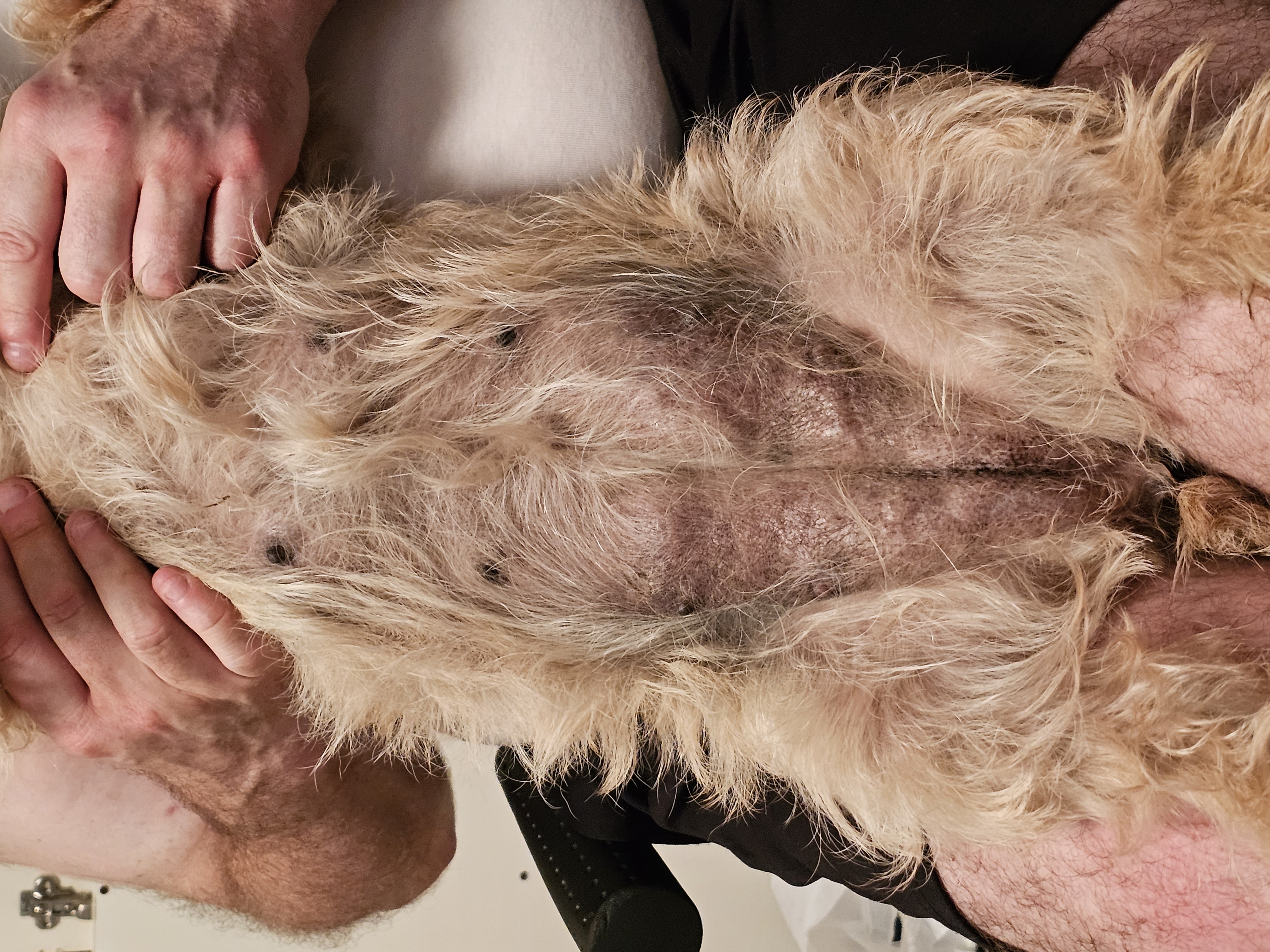 Vun Attilbrigga Cairn Terrier