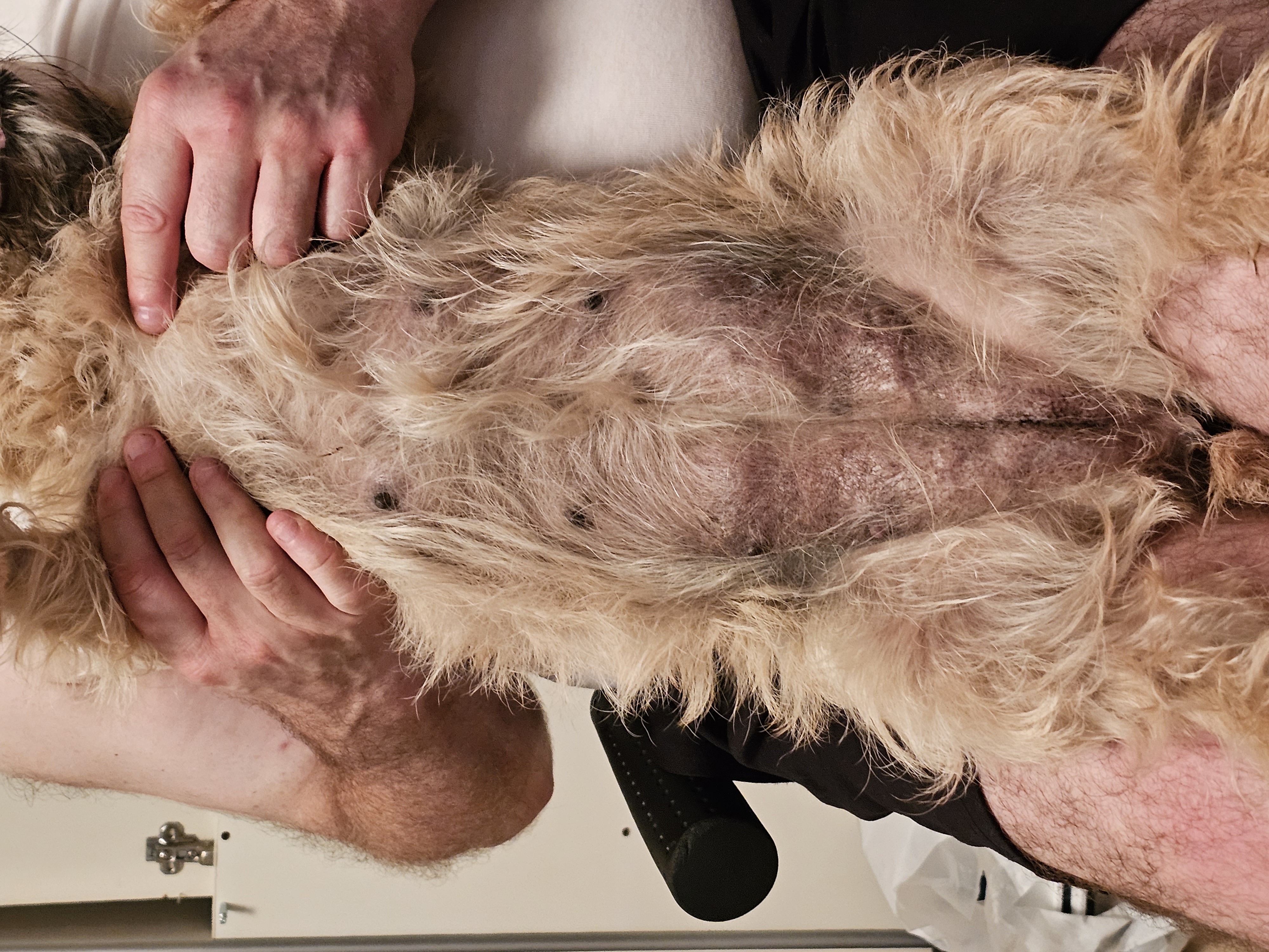 Vun Attilbrigga Cairn Terrier
