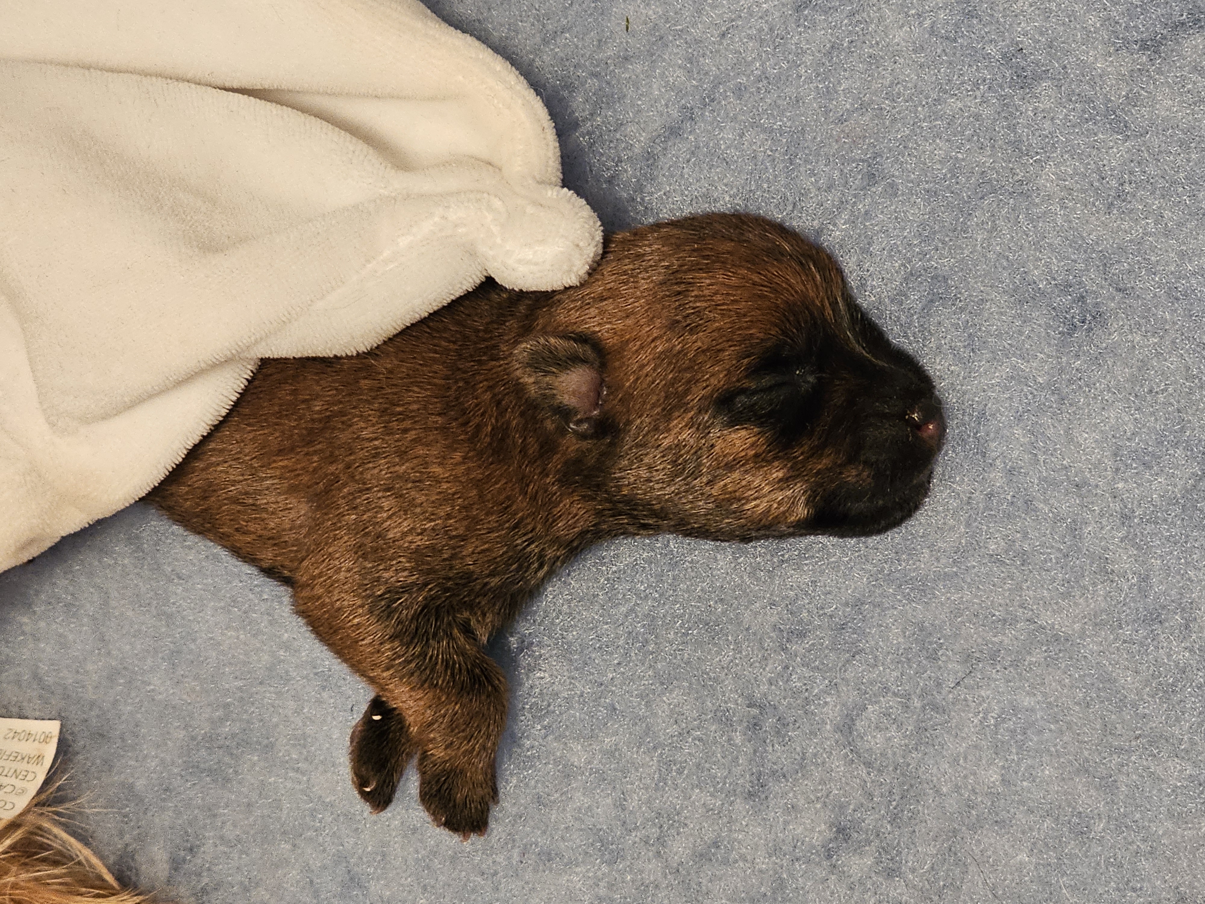 Vun Attilbrigga Cairn Terrier