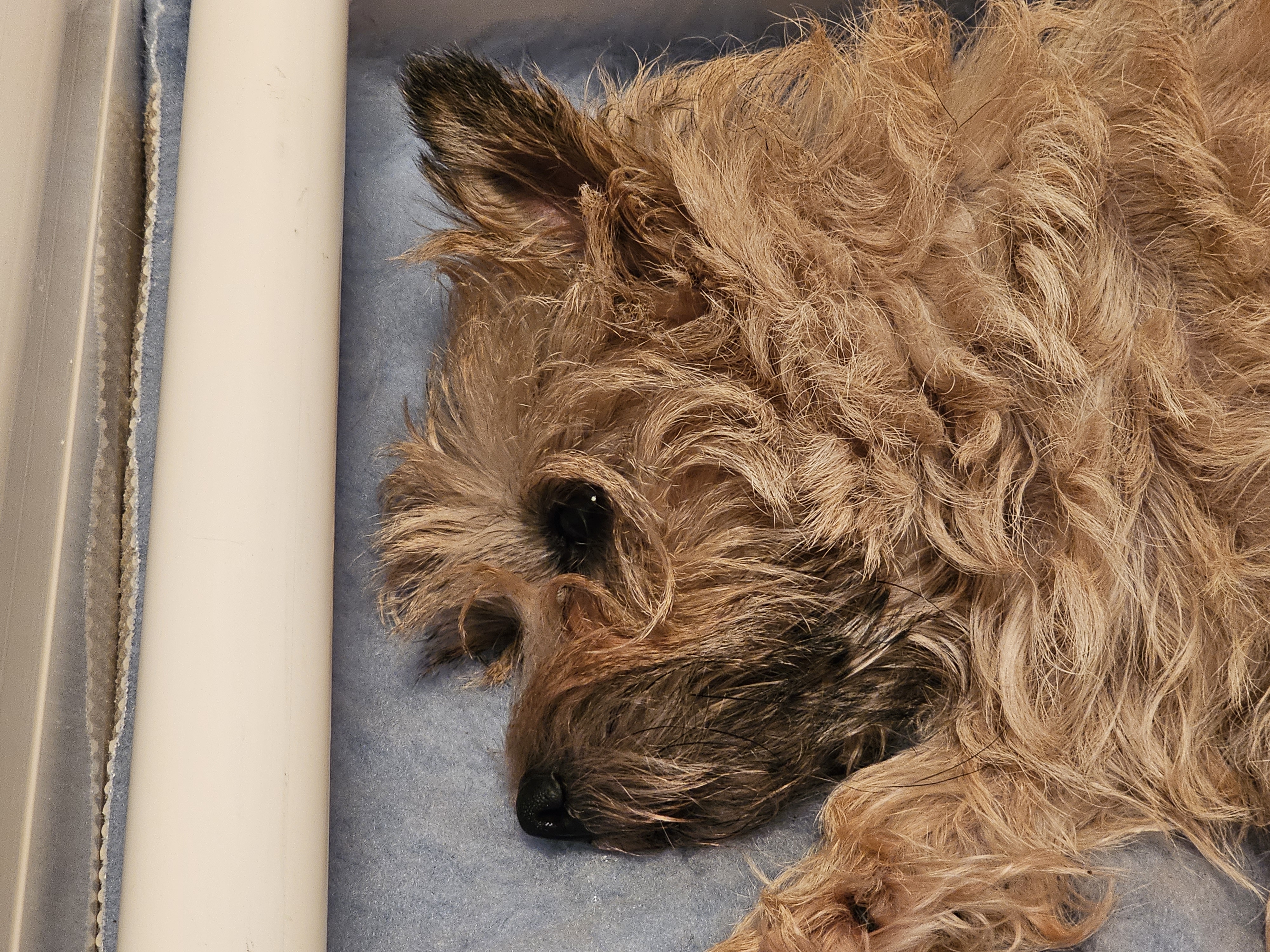 Vun Attilbrigga Cairn Terrier