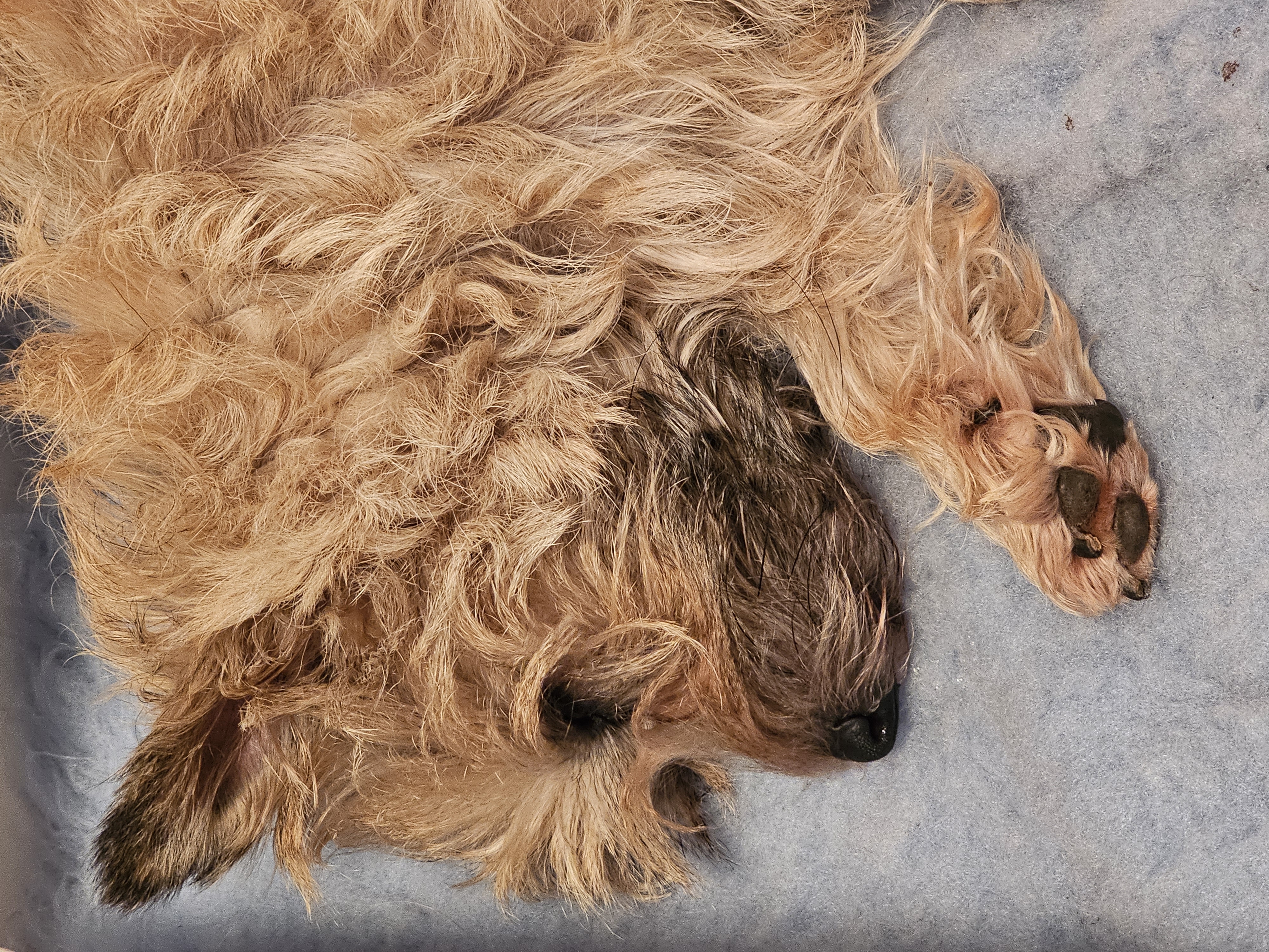 Vun Attilbrigga Cairn Terrier