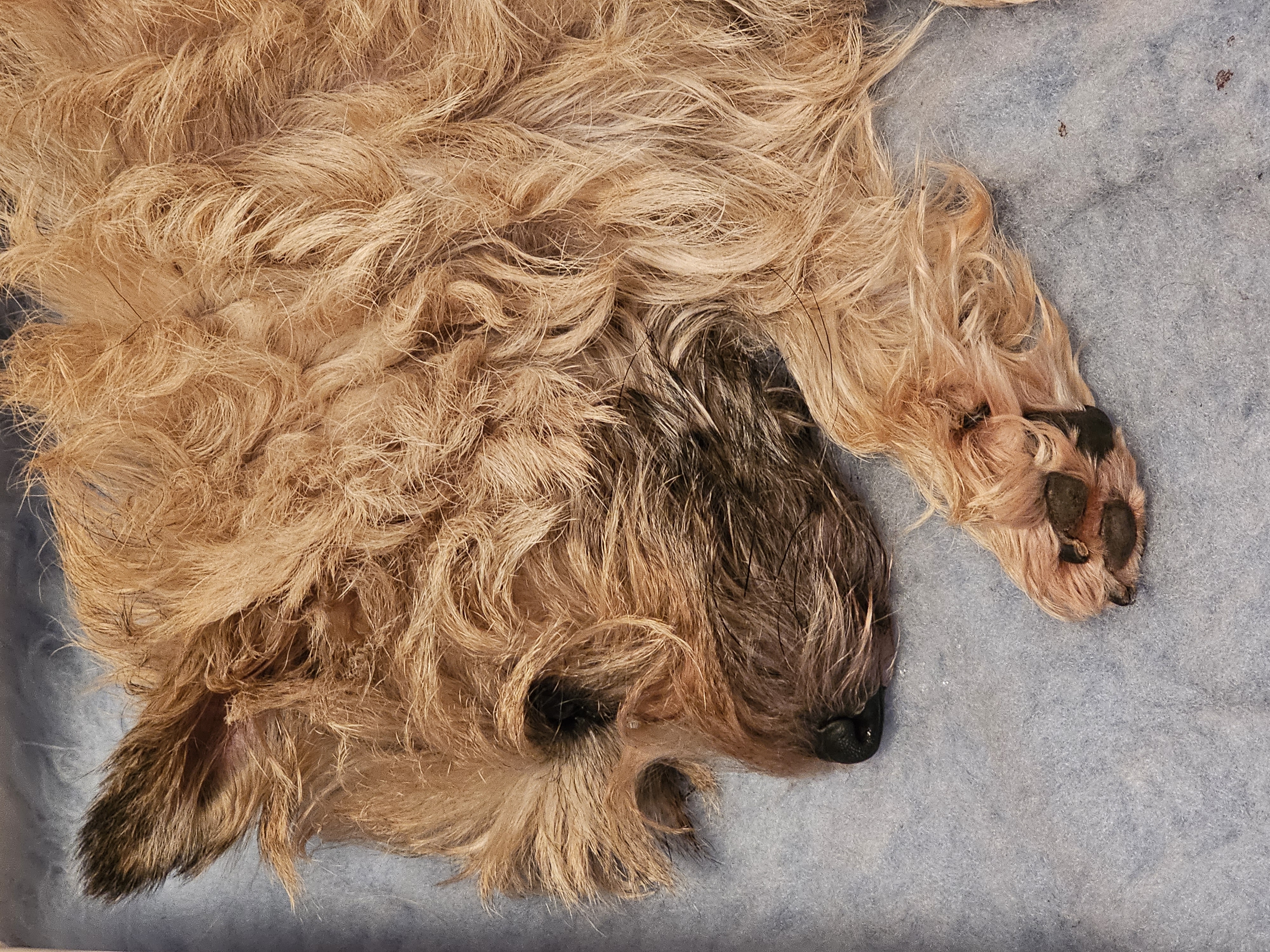 Vun Attilbrigga Cairn Terrier
