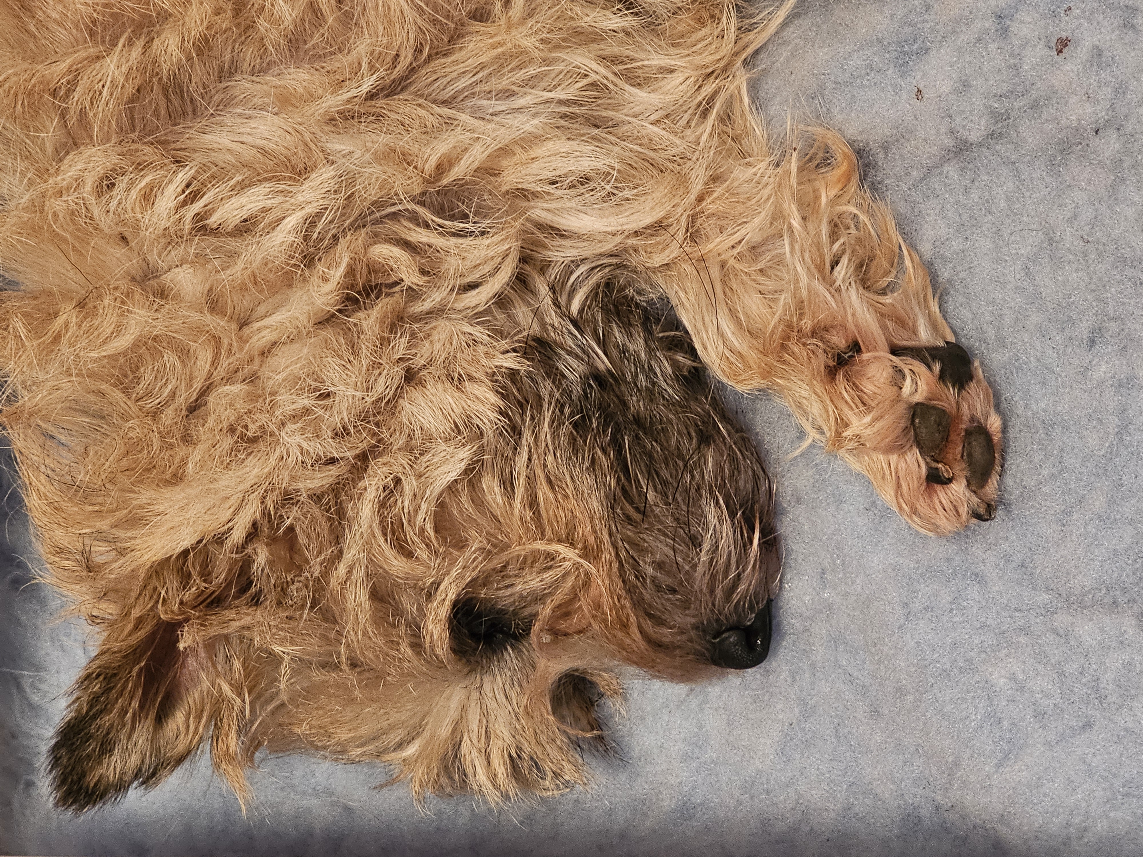 Vun Attilbrigga Cairn Terrier