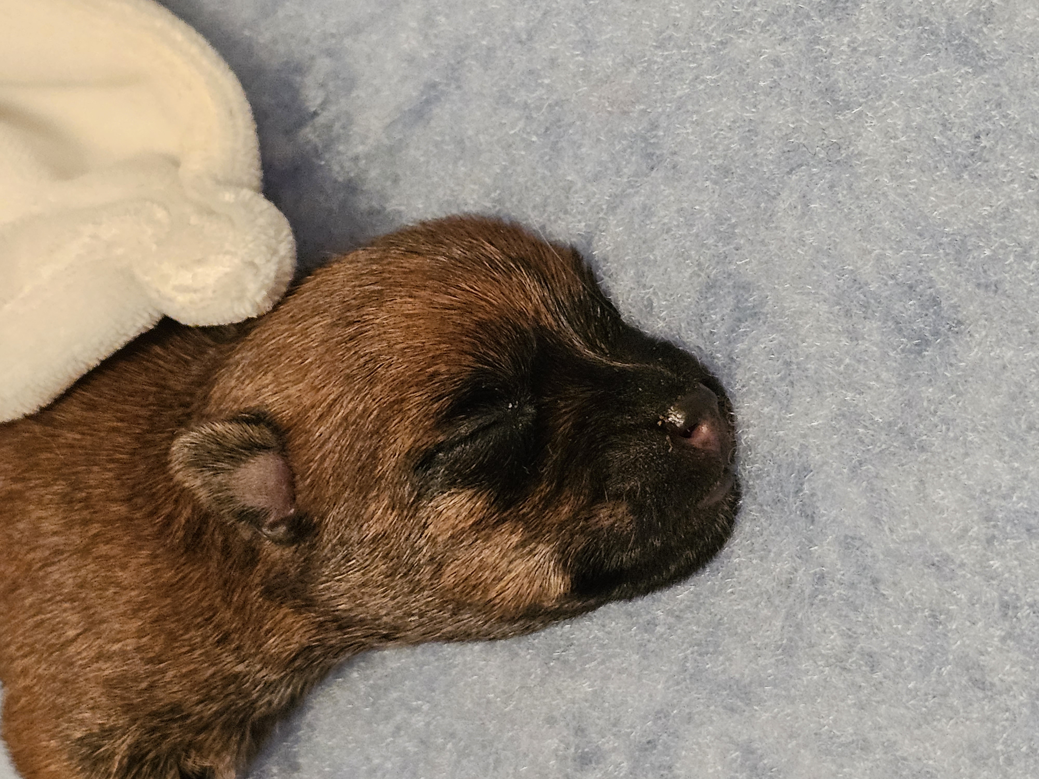Vun Attilbrigga Cairn Terrier