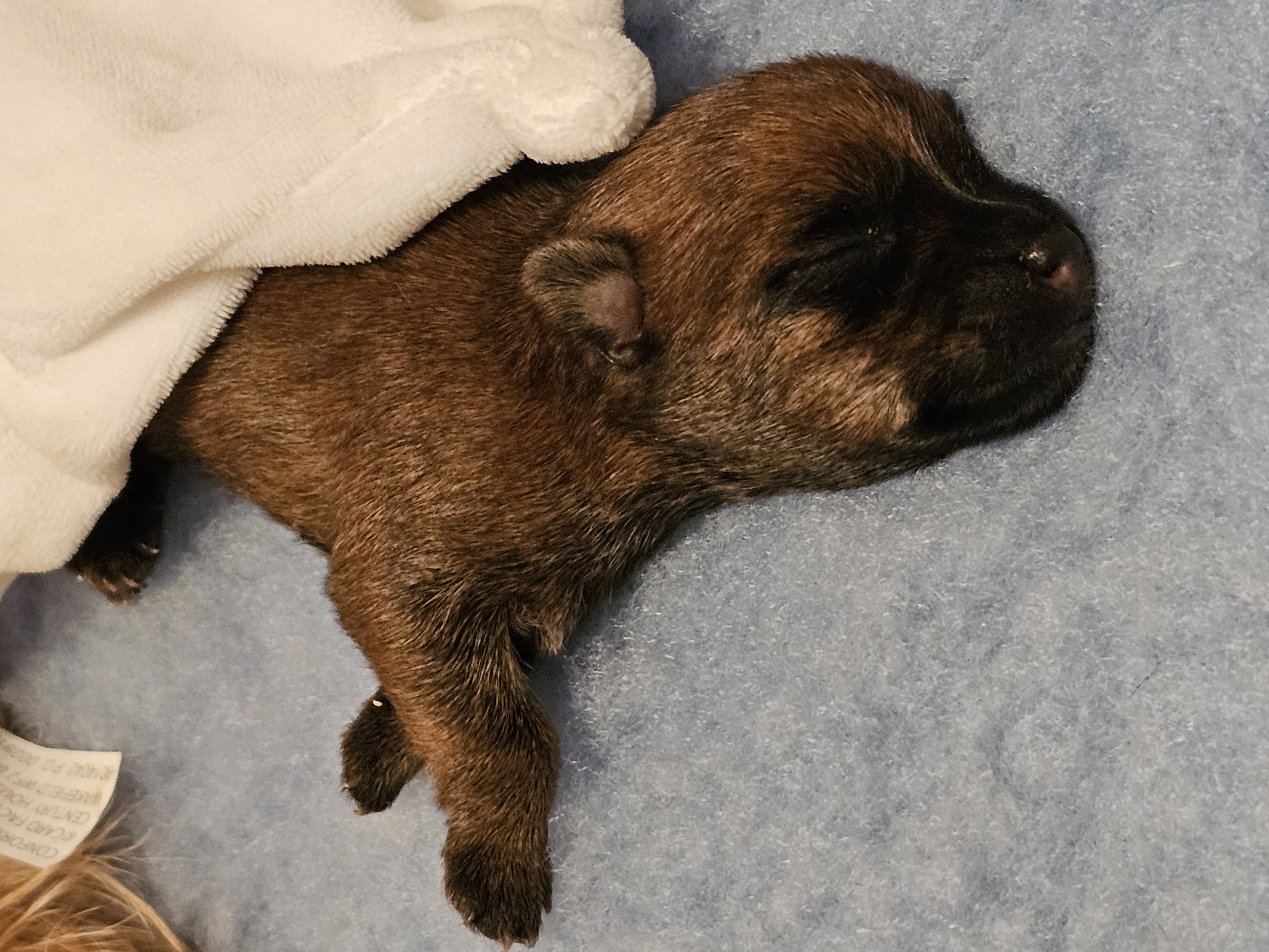 Vun Attilbrigga Cairn Terrier
