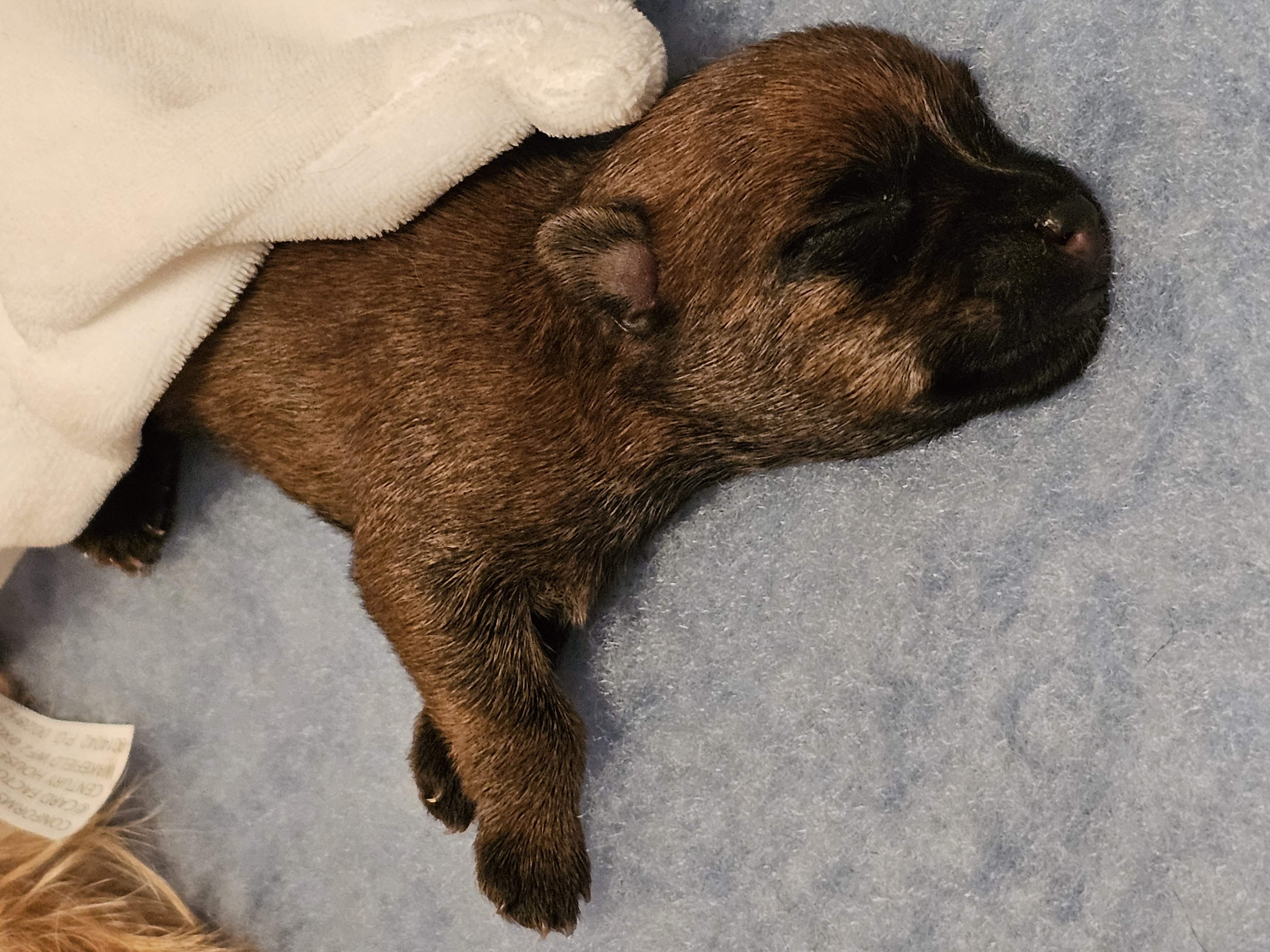 Vun Attilbrigga Cairn Terrier