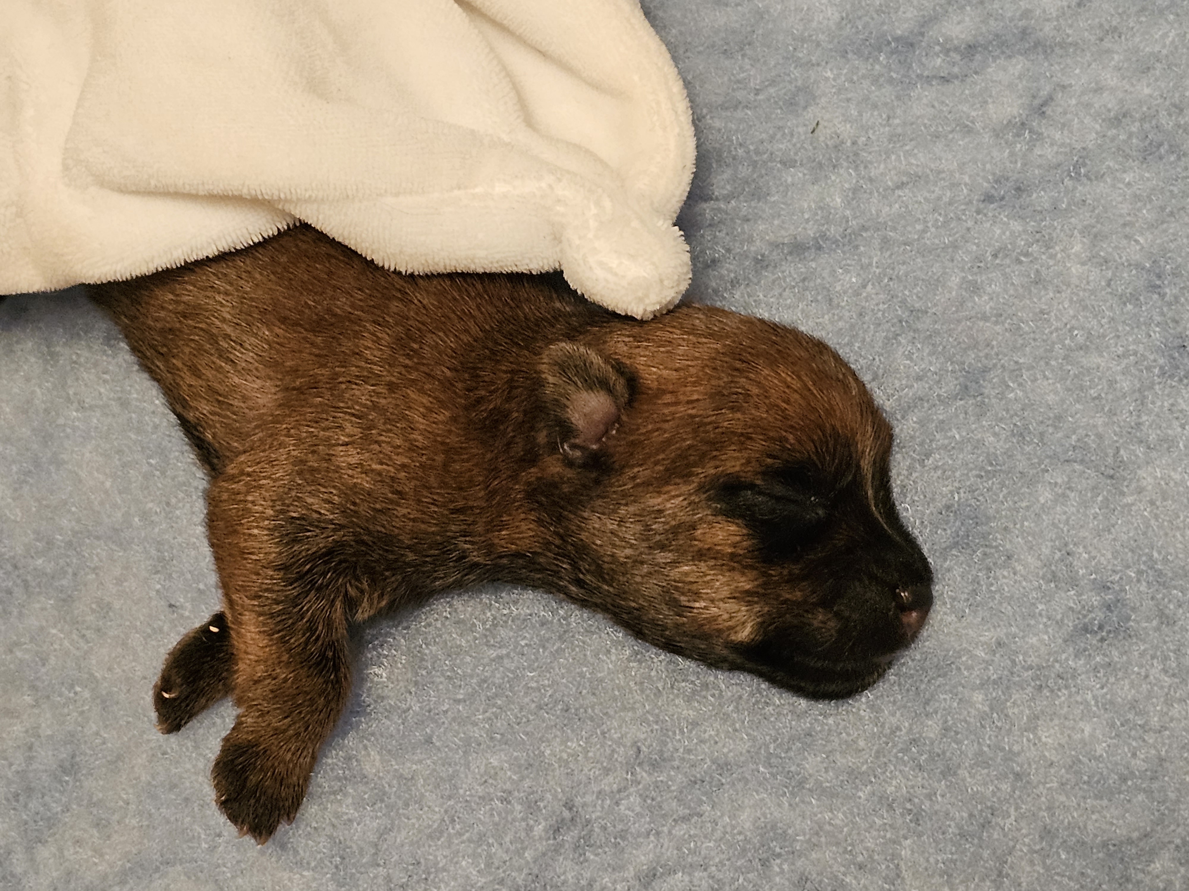 Vun Attilbrigga Cairn Terrier