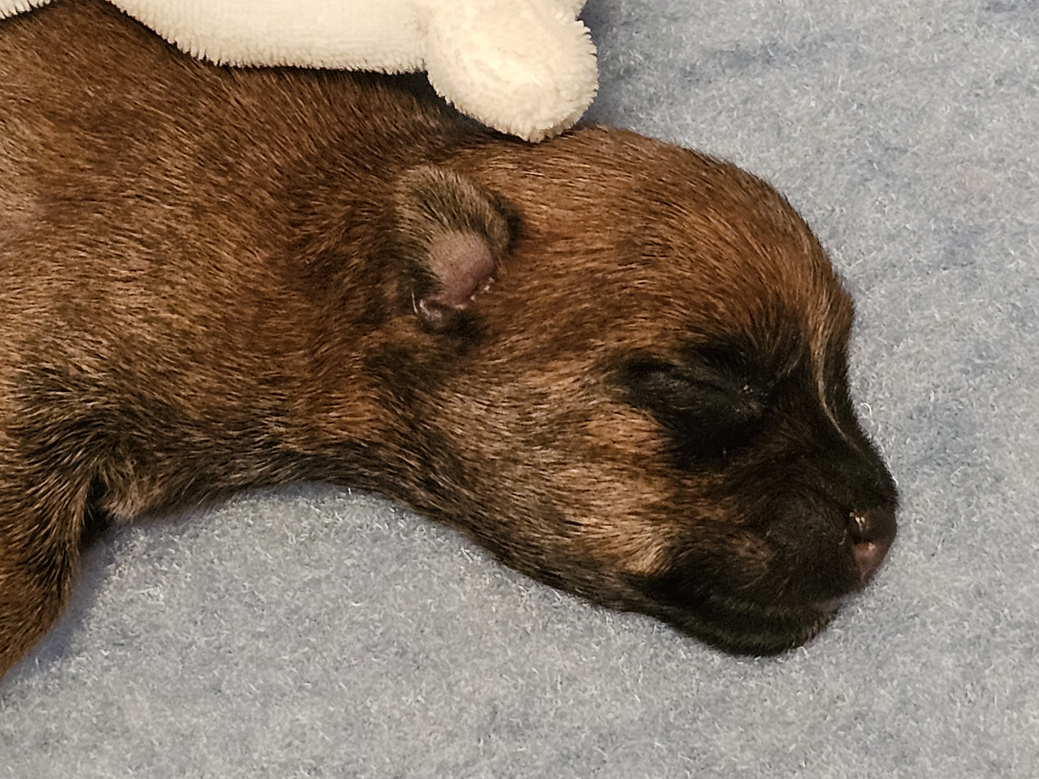 Vun Attilbrigga Cairn Terrier