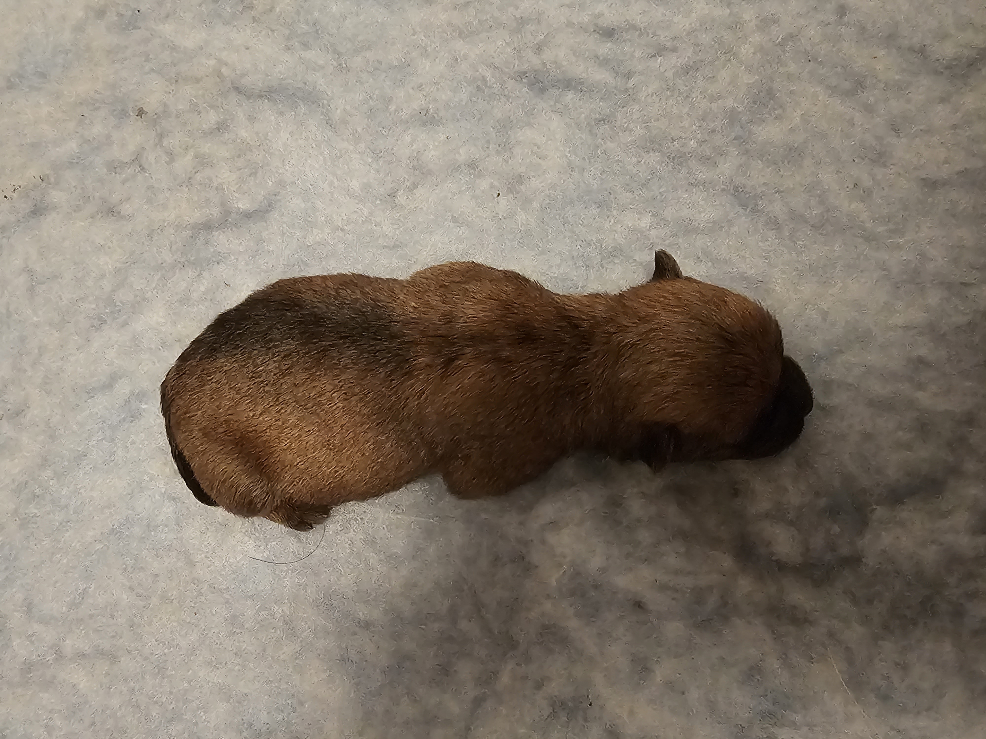 Vun Attilbrigga Cairn Terrier