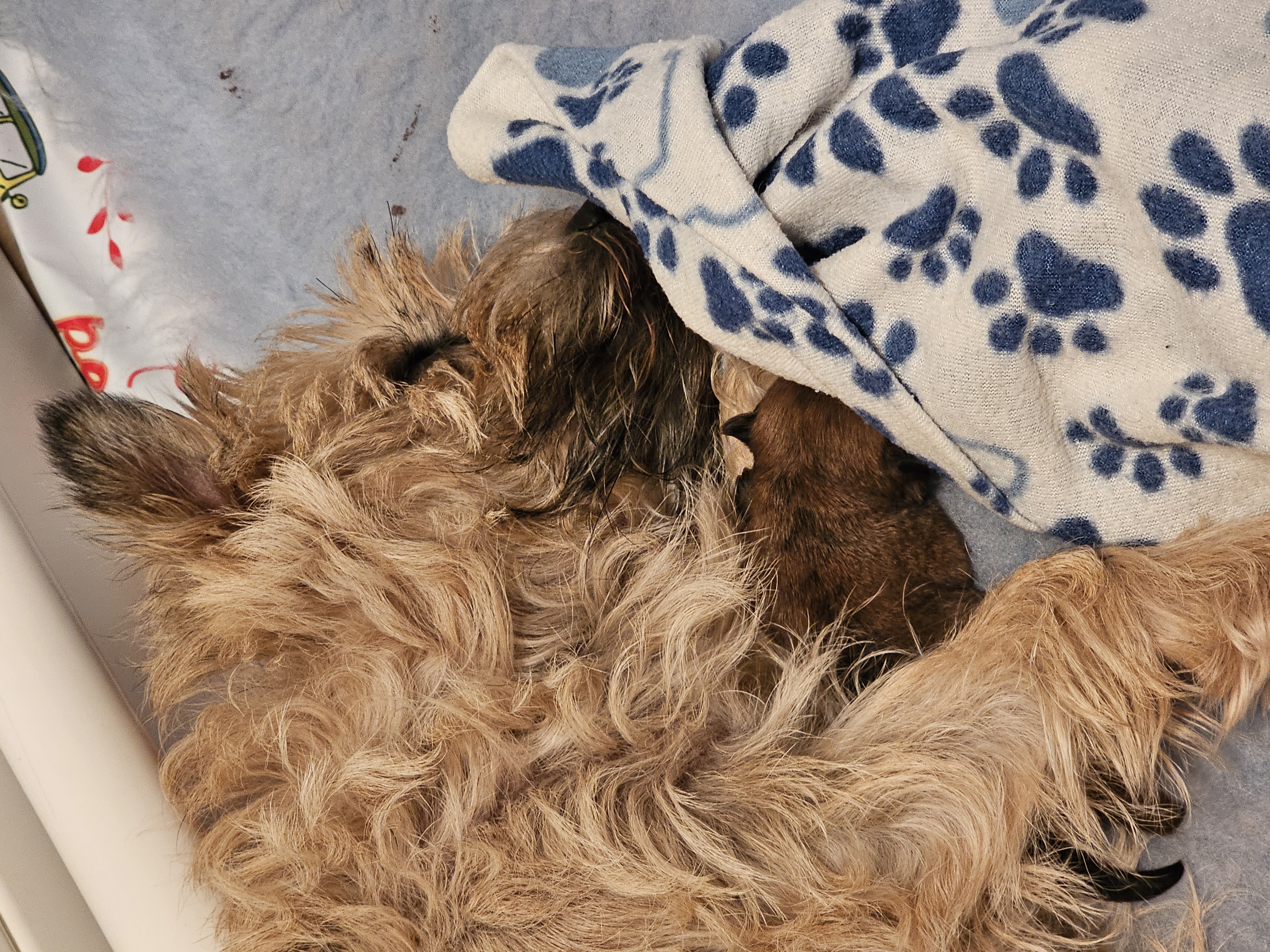 Vun Attilbrigga Cairn Terrier