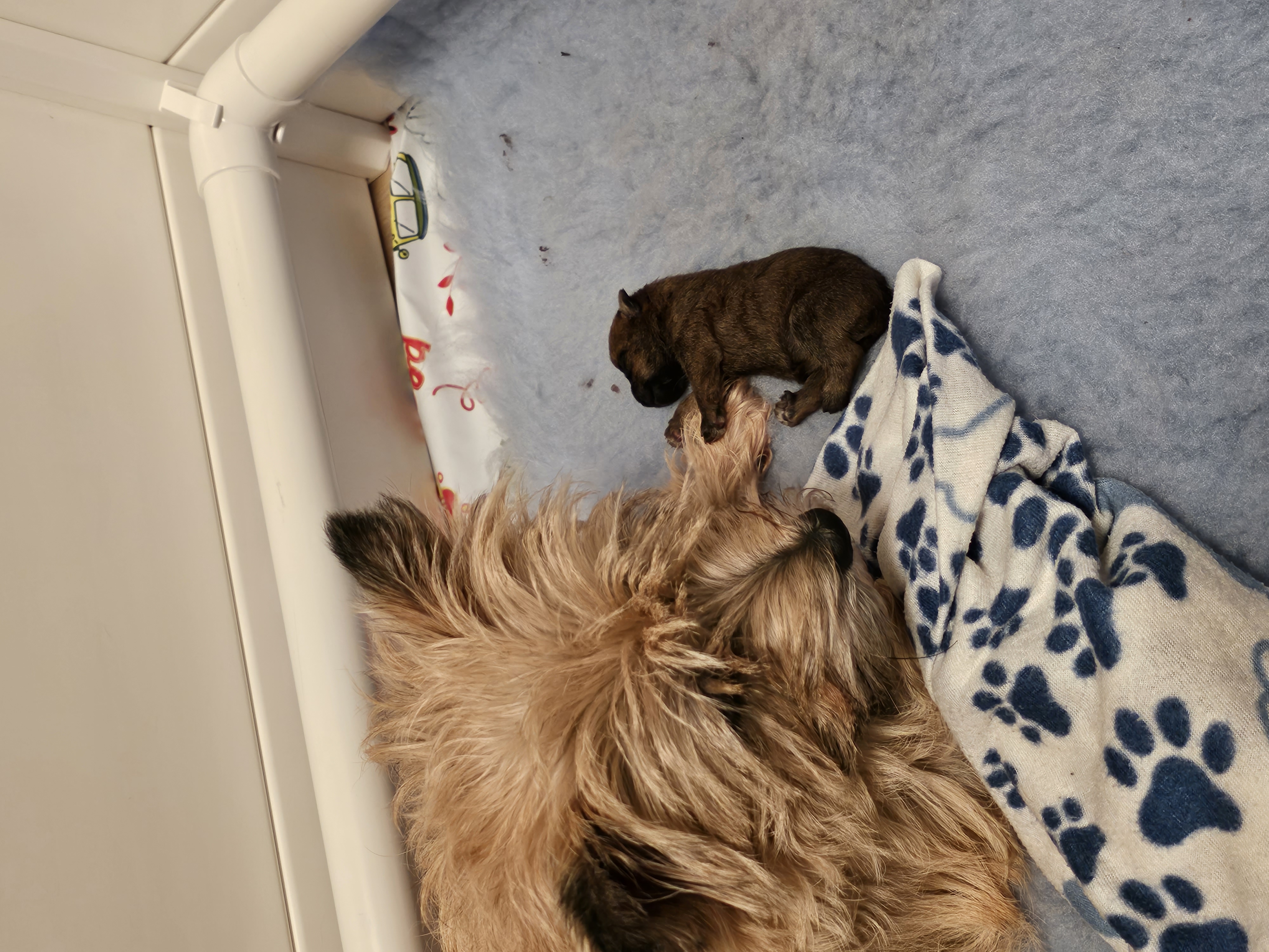 Vun Attilbrigga Cairn Terrier