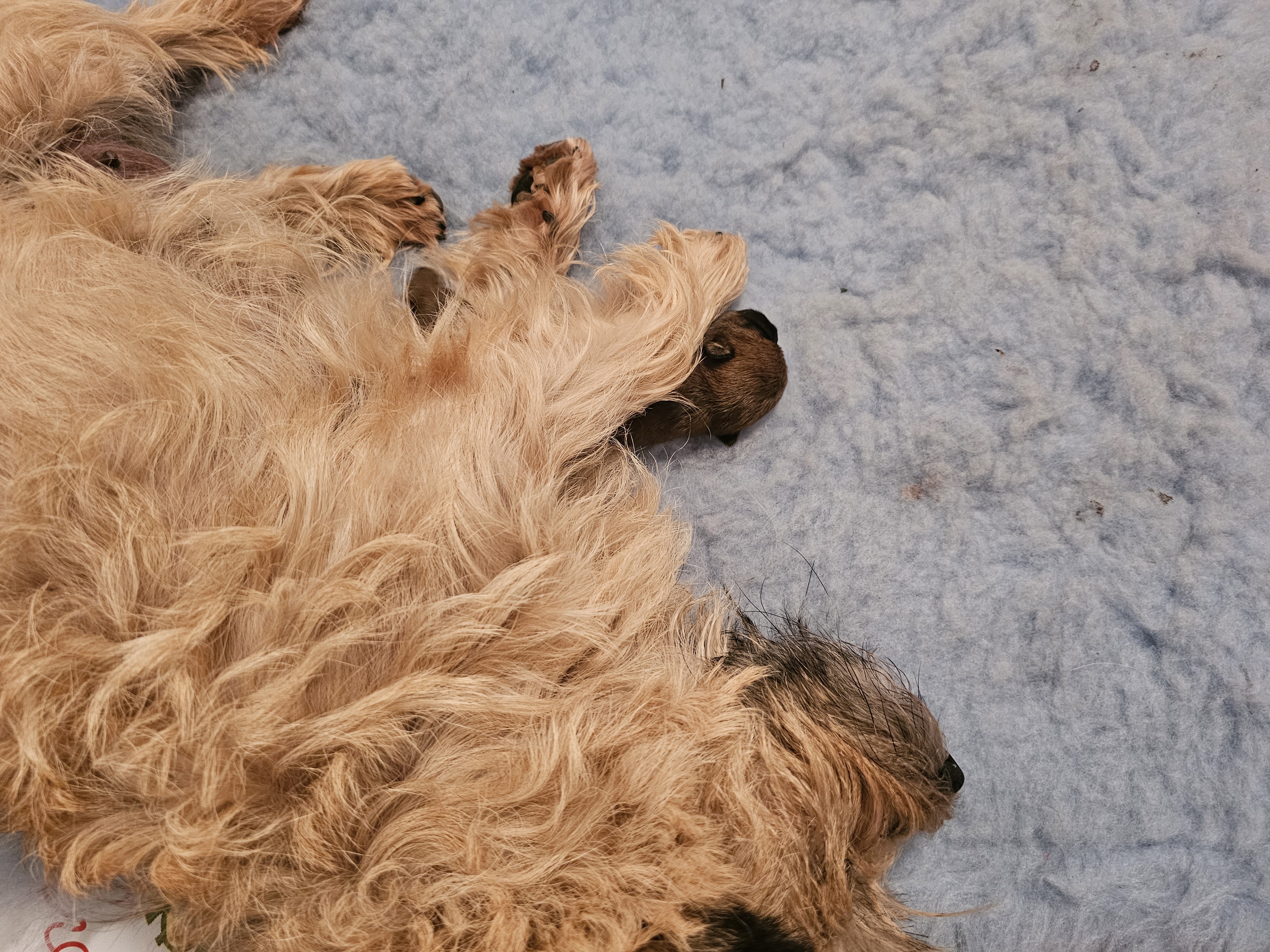Vun Attilbrigga Cairn Terrier